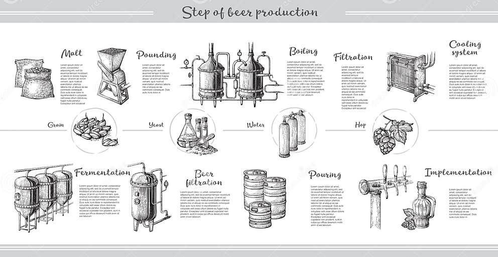 Vector Beer Infographics with Illustrations of Brewery Process. Stock ...
