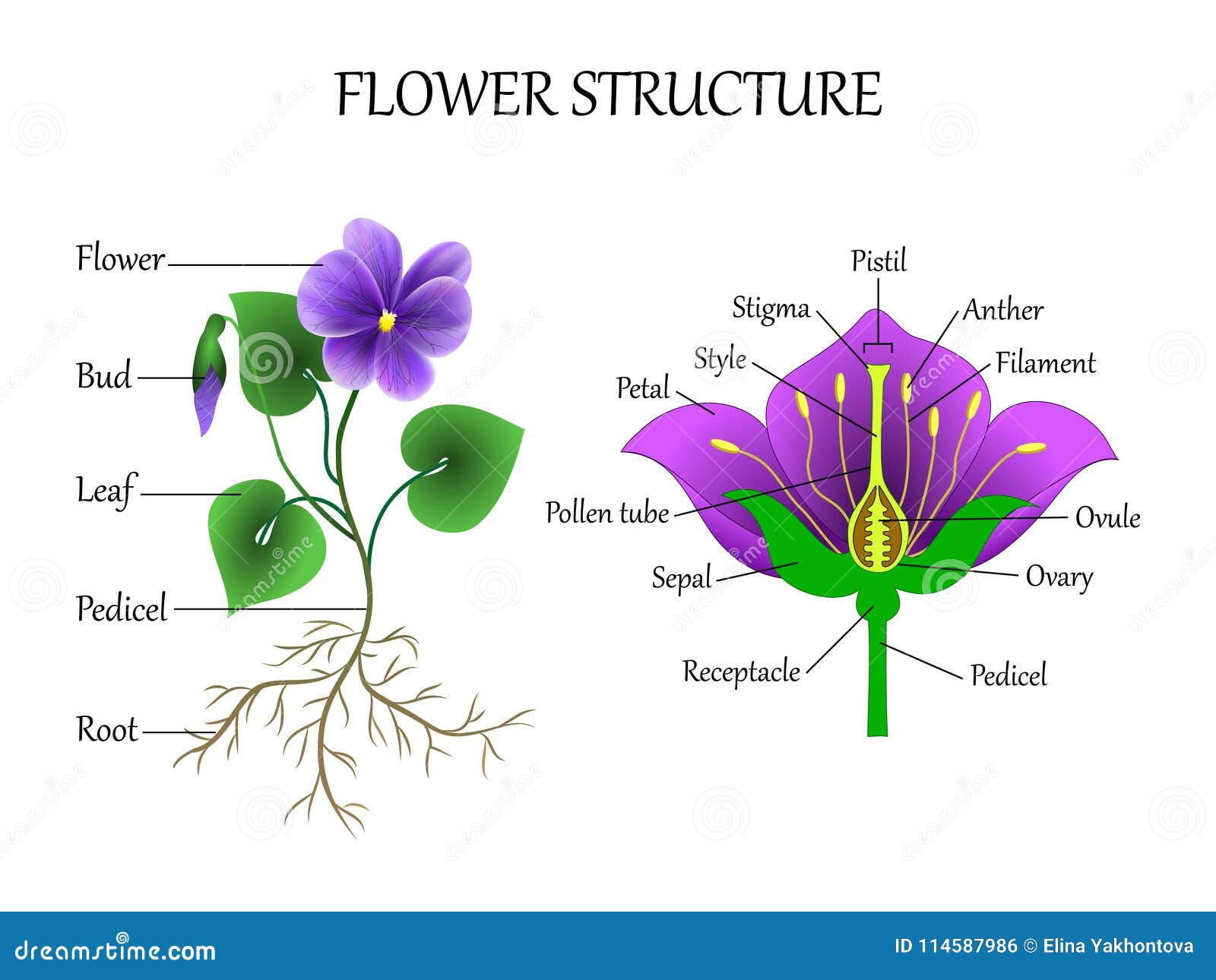 Vector Bildungsdiagramm Von Botanik Und Biologie Die Struktur Der Blume In Einem Abschnitt Fahnenstudienentwurf Illustration Vektor Abbildung Illustration Von Ausbildung Teil Vector Bildungsdiagramm Von Botanik Und Biologie Die Struktur Der Blume In Einem Abschnitt Fahnenstudienentwurf Illustration Vektor Abbildung Illustration Von Ausbildung Teil
