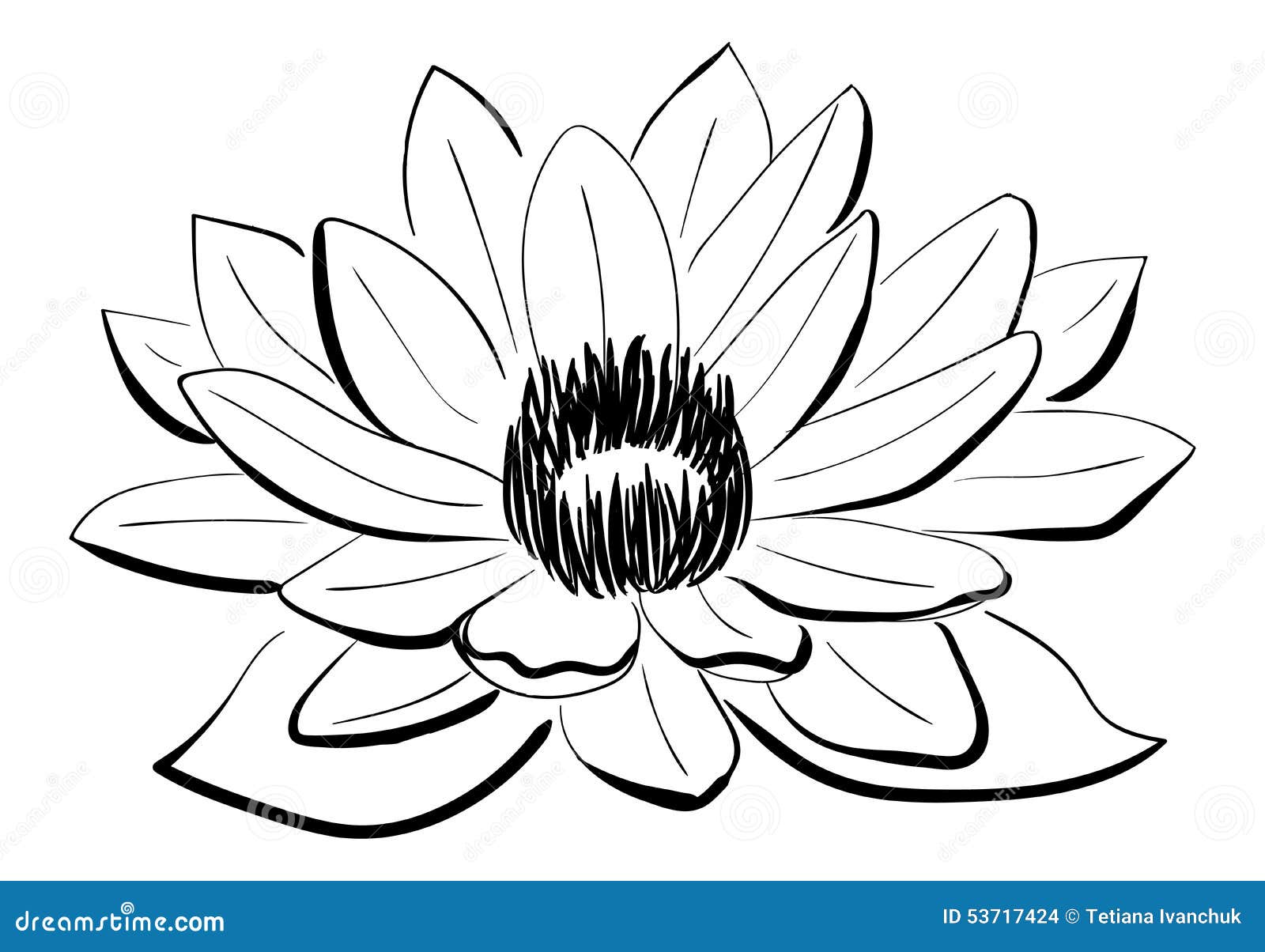 Vector Black And White Lotus Flower Stock Vector Illustration Of Drawing Macro Vector Black And White Lotus Flower Stock Vector Illustration Of Drawing Macro