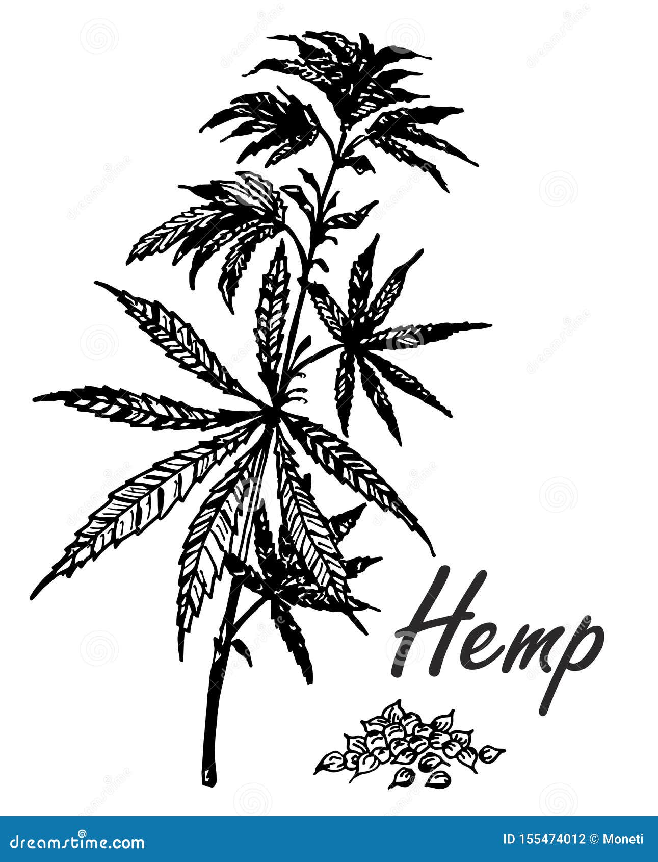Vector Botanical Hand Drawn Illustration of Hemp Branch Stock