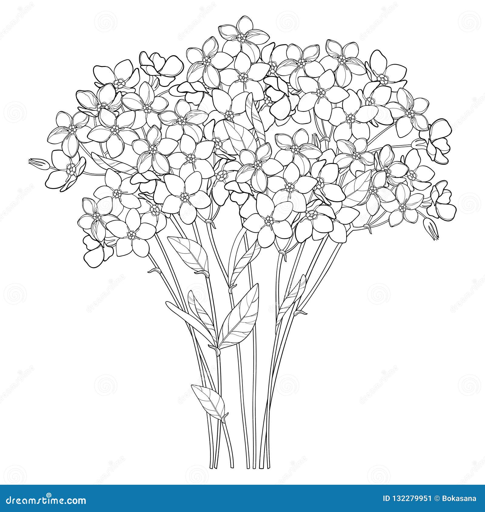  bouquet with outline forget me not or myosotis flower bunch, bud and leaf in black  on white background.