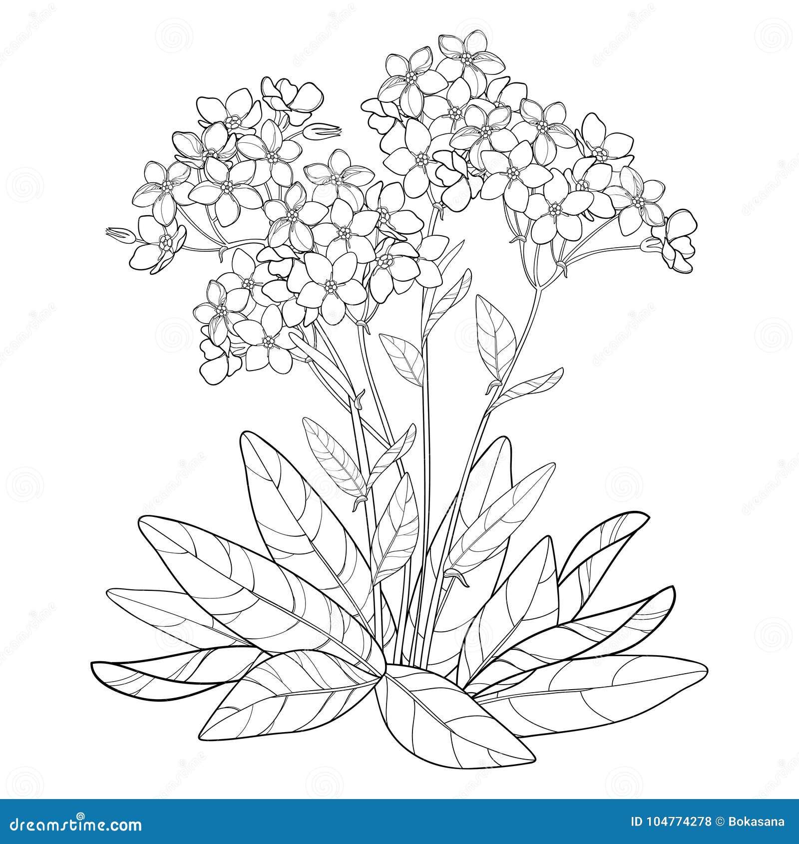  bouquet with outline forget me not or myosotis flower, bunch, bud and leaves in black  on white background.