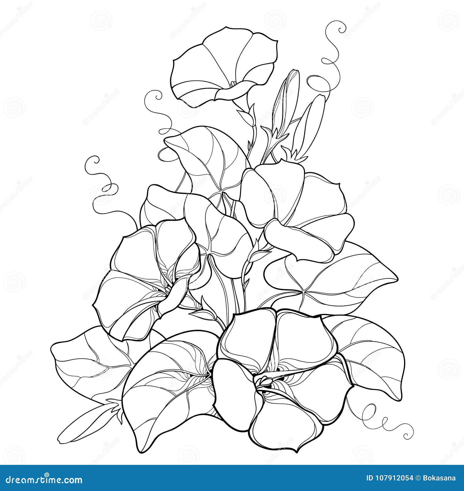 Download Vector Bouquet With Outline Ipomoea Or Morning Glory Flower Bell, Leaf And Bud In Black Isolated ...