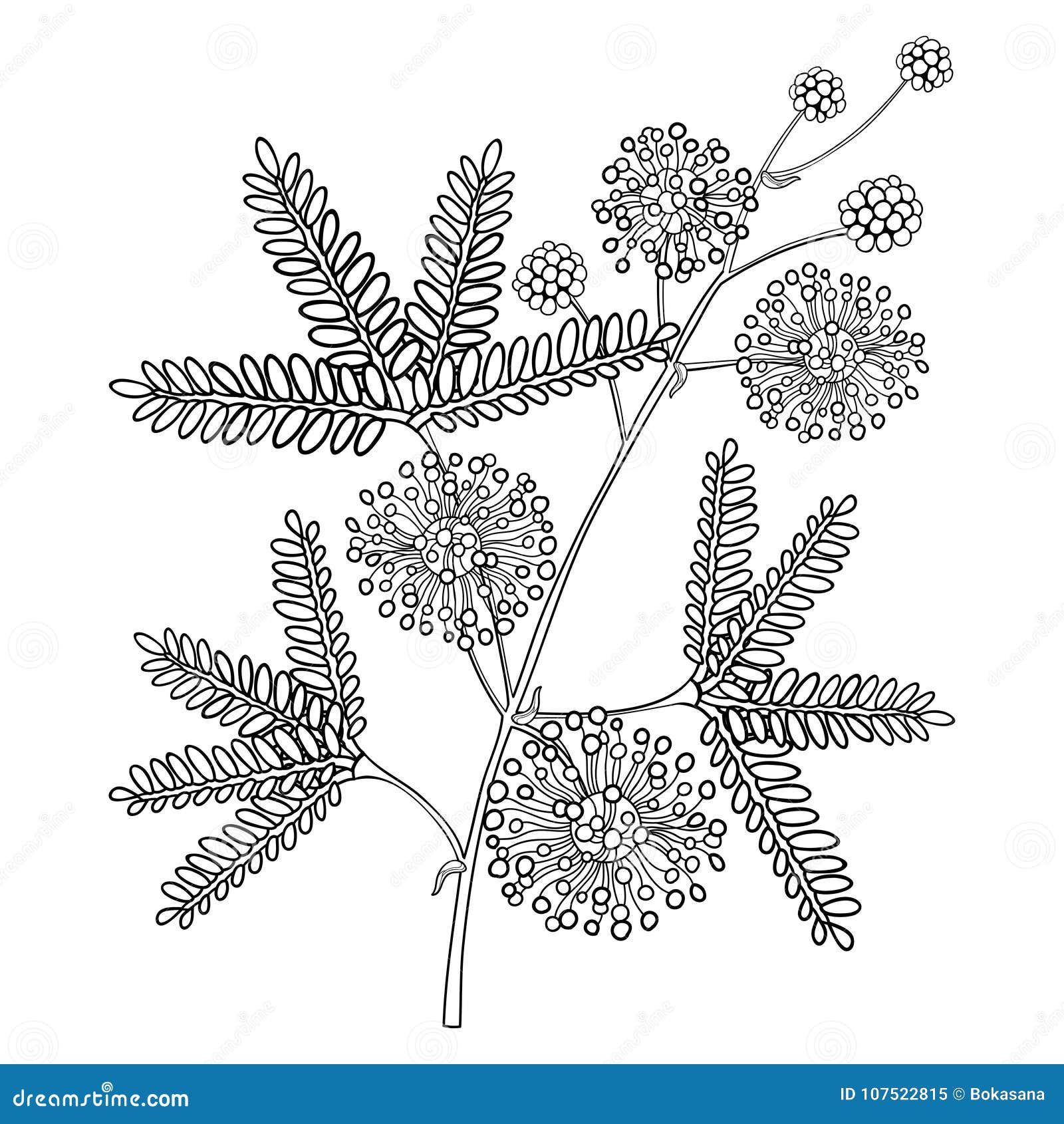 makahiya plant drawing