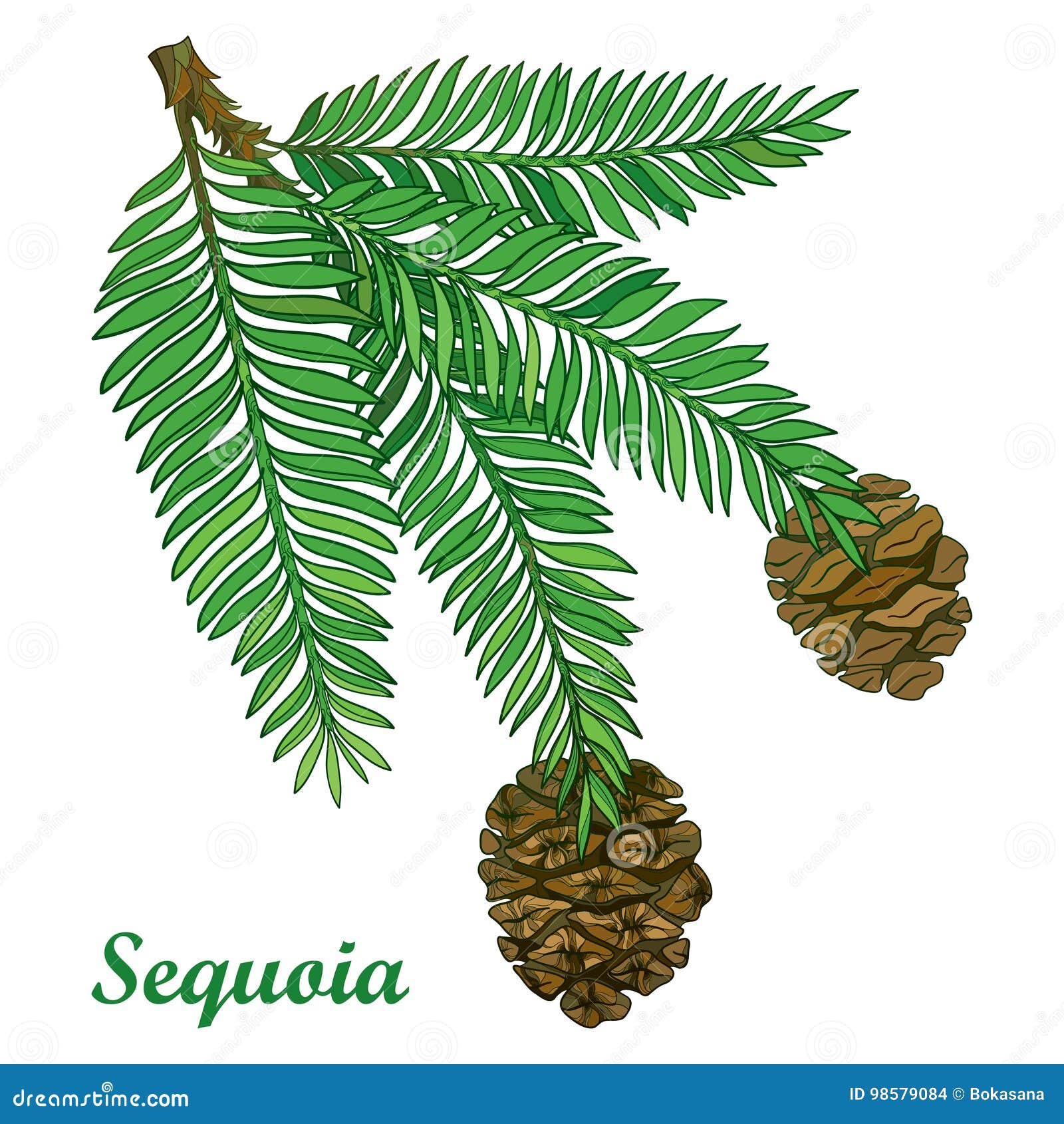  branch with outline sequoia or california redwood  on white background. coniferous tree branch with pine and cones.