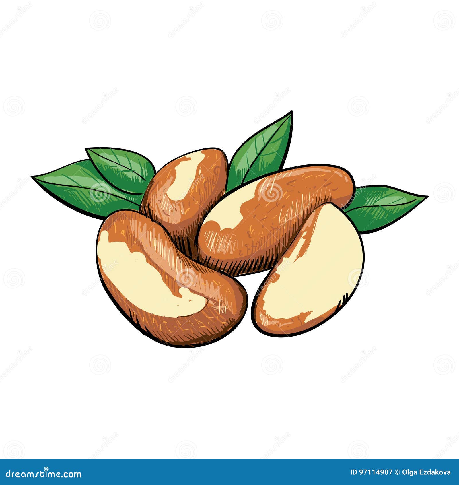 Vector brazil nuts stock vector. Illustration of drawn 97114907