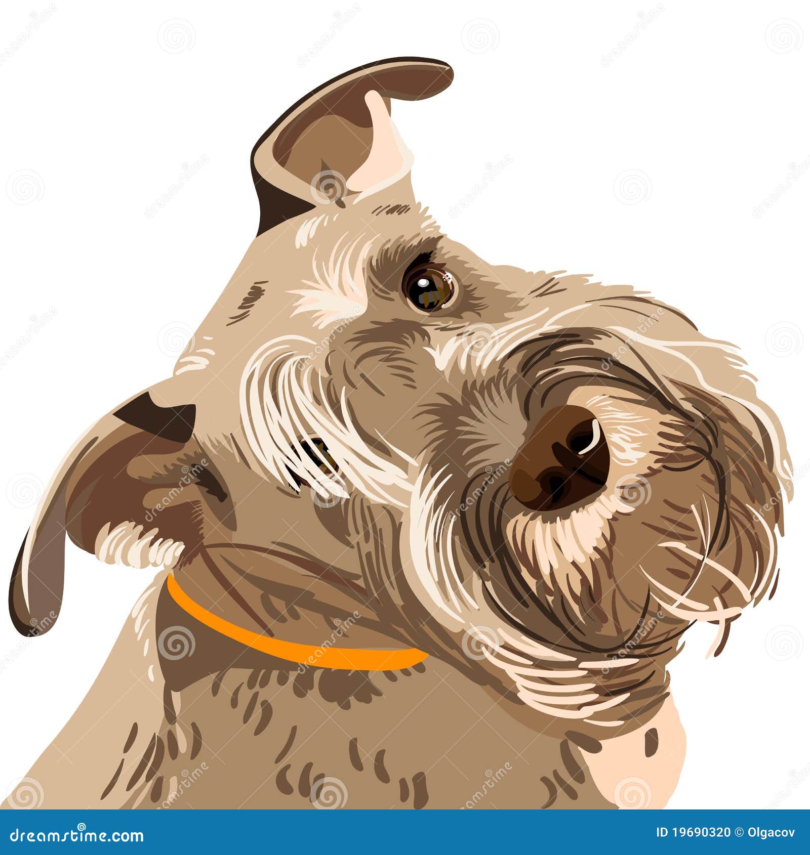 Vector Breed Miniature Schnauzer Dog Closeup Stock Vector