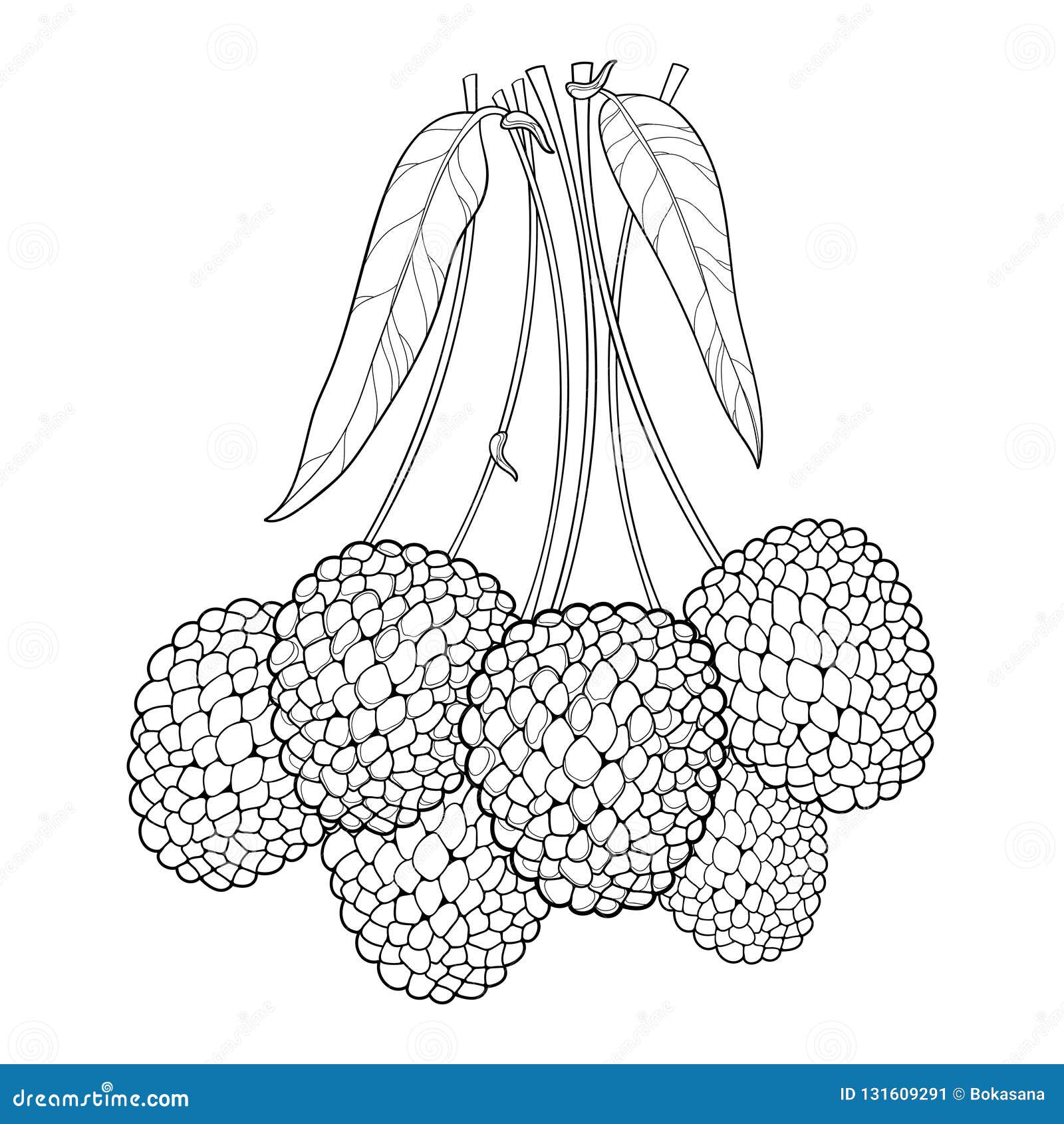  bunch with outline chinese lychee or litchi fruit and leaf  on white background. perennial subtropical plant.