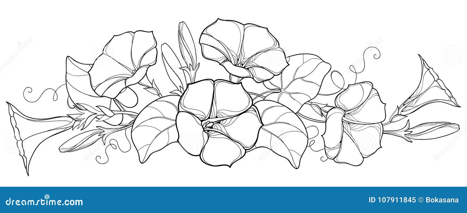 bunch with outline ipomoea or morning glory flower bell, leaf and bud in black  on white background.