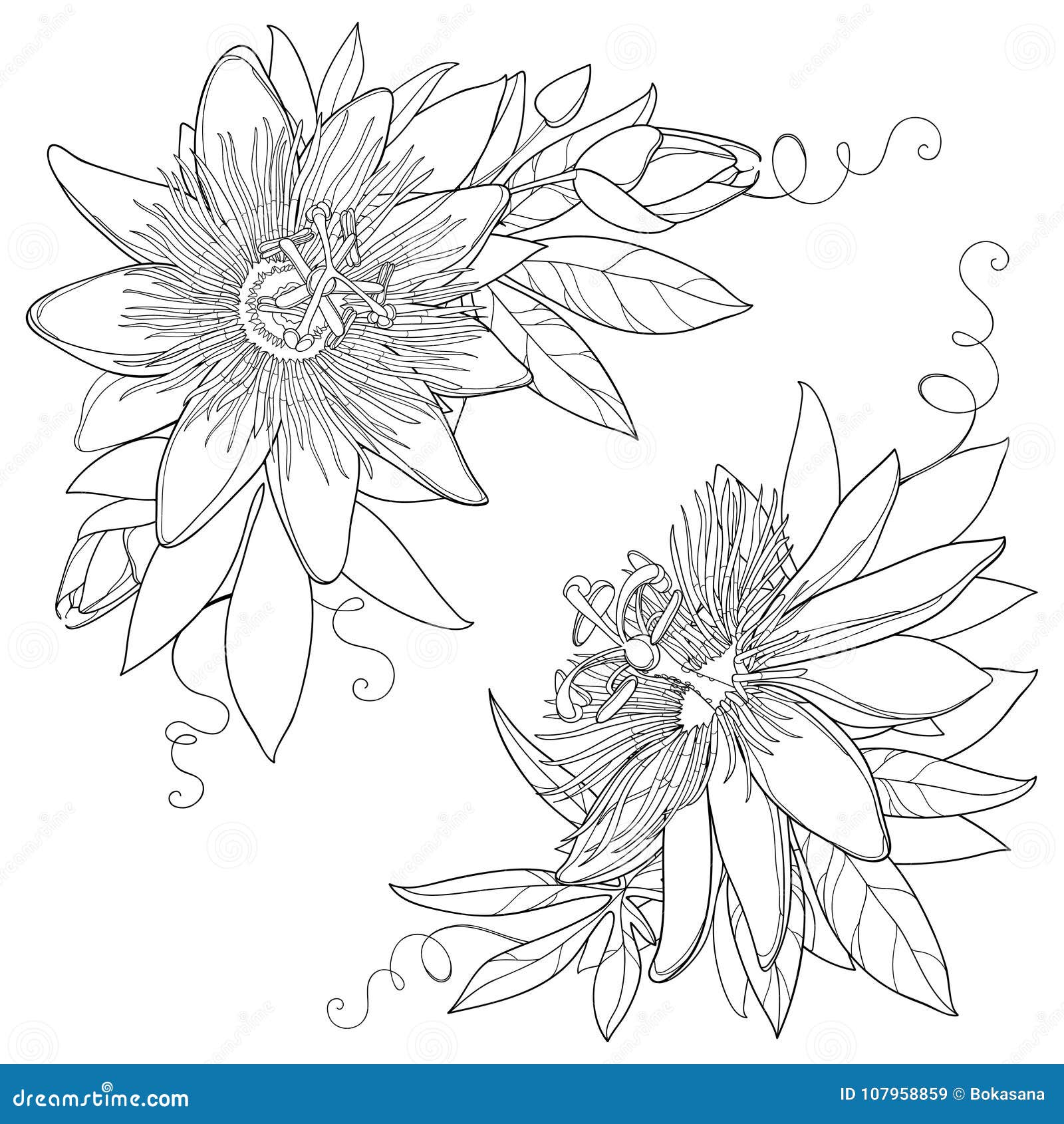 Passiflora Flower Stock Illustrations – 715 Passiflora Flower Stock Illustrations, Vectors & Clipart - Dreamstime Passiflora Flower Stock Illustrations – 715 Passiflora Flower Stock Illustrations, Vectors & Clipart - Dreamstime