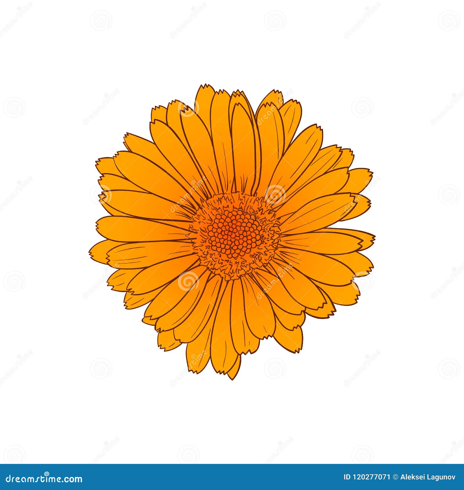 Các bản phác thảo viền của hoa cúc cam này vô cùng đẹp mắt và độc lập, chắc chắn sẽ mang đến cho bạn những thước hình ảnh hoa cúc cam vô cùng tuyệt vời để sử dụng cho nhiều mục đích khác nhau trong thiết kế.