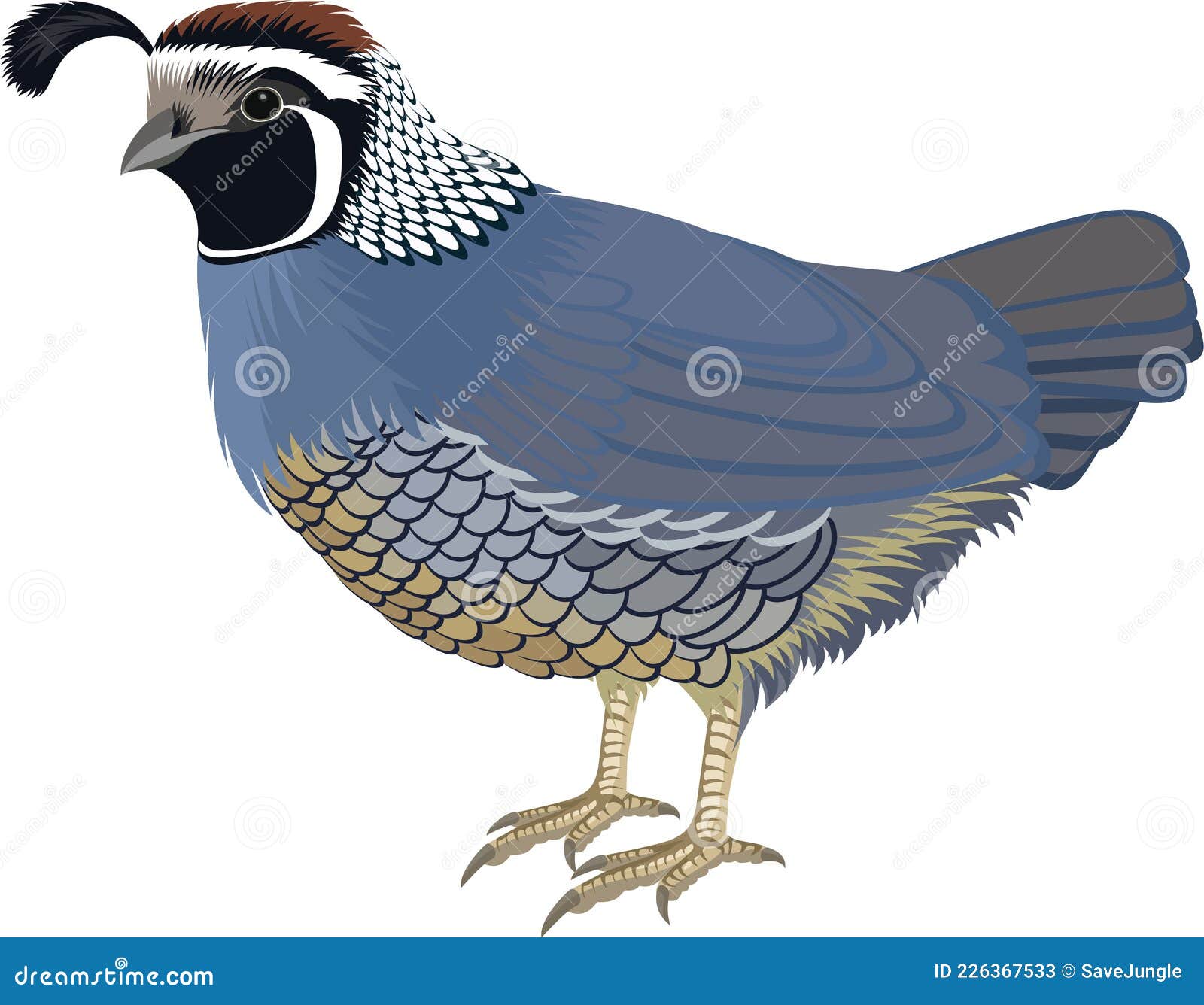 Quail Illustration, Drawing, Engraving, Ink, Line Art, Vector