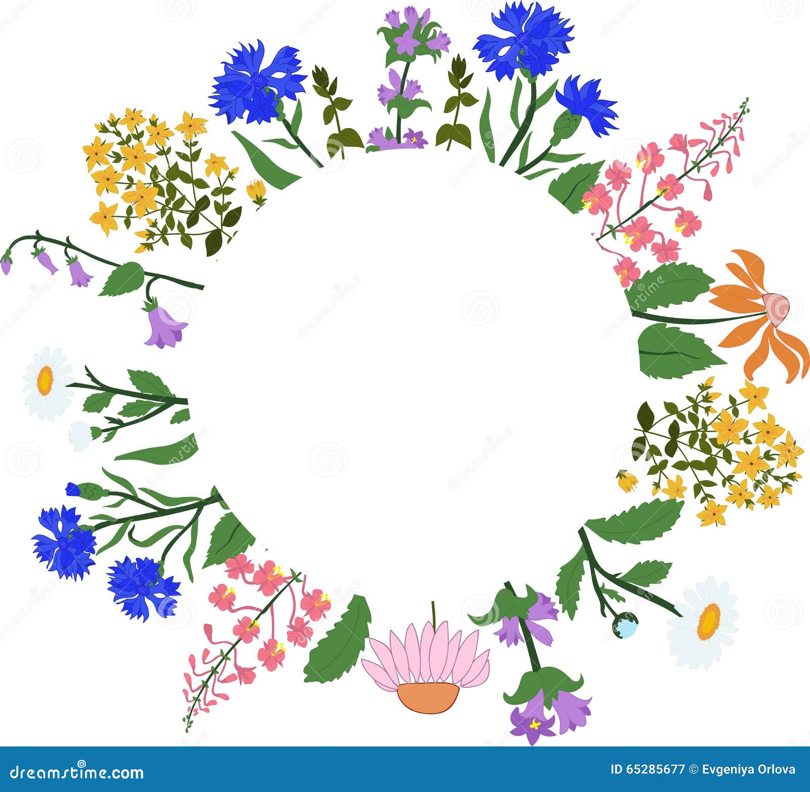 Vector Card With Herbs In A Circle - Hypericum, Angustifolium ...