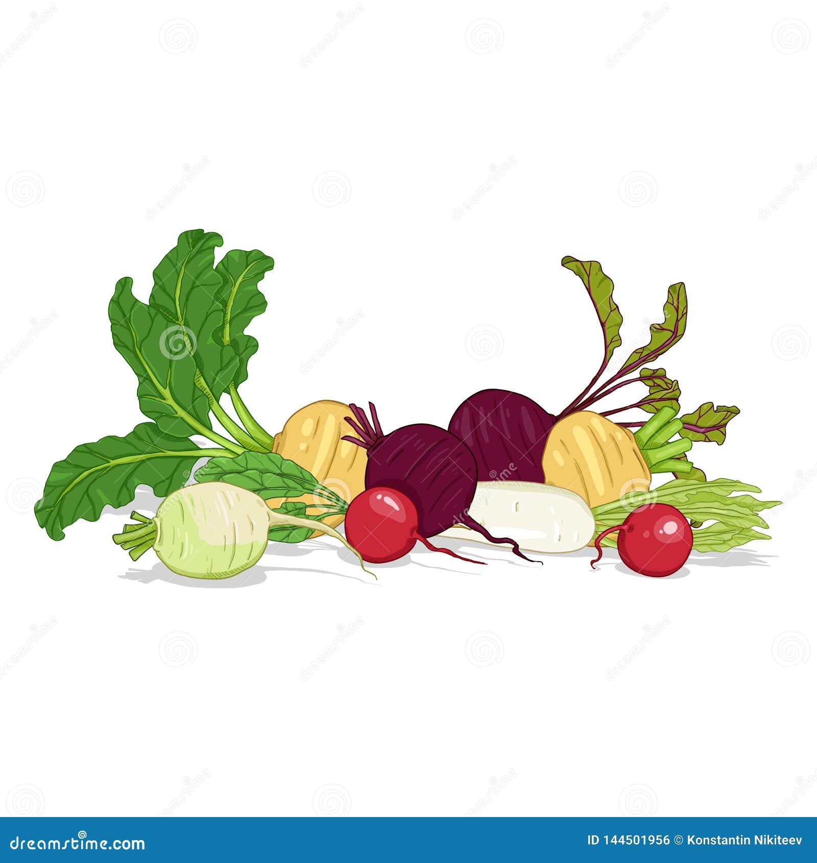Vector Cartoon Color Set of Root Vegetables Stock Vector Illustration of pile, harvest 144501956