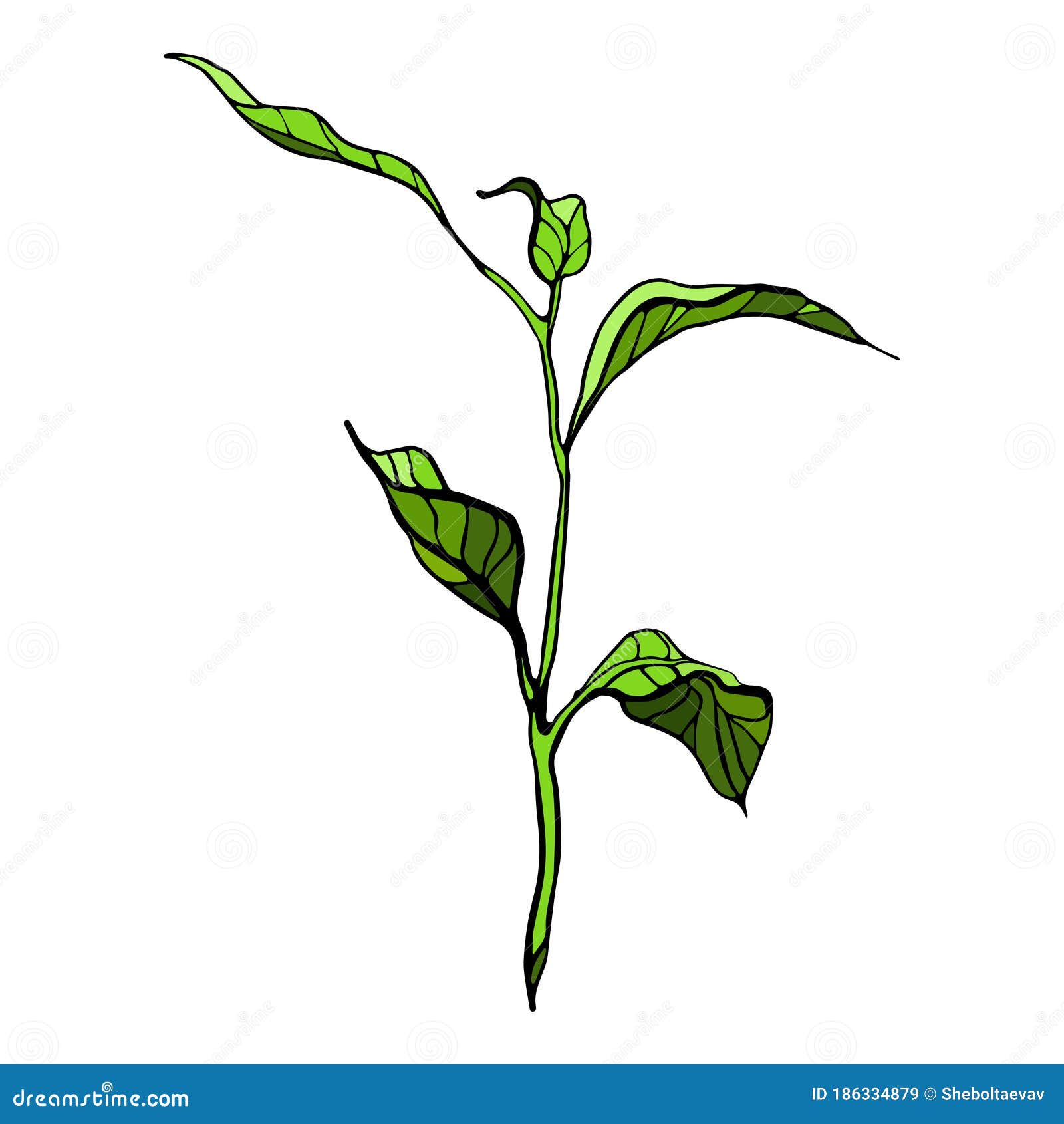 Cartoon Drawing of a Green Stem with Leaves, Freehand Drawing Escape, Close-up, Isolated on a White Background Stock Vector - Illustration of leaves, bright: 186334879 Cartoon Drawing of a Green Stem with Leaves, Freehand Drawing Escape, Close-up, Isolated on a White Background Stock Vector - Illustration of leaves, bright: 186334879