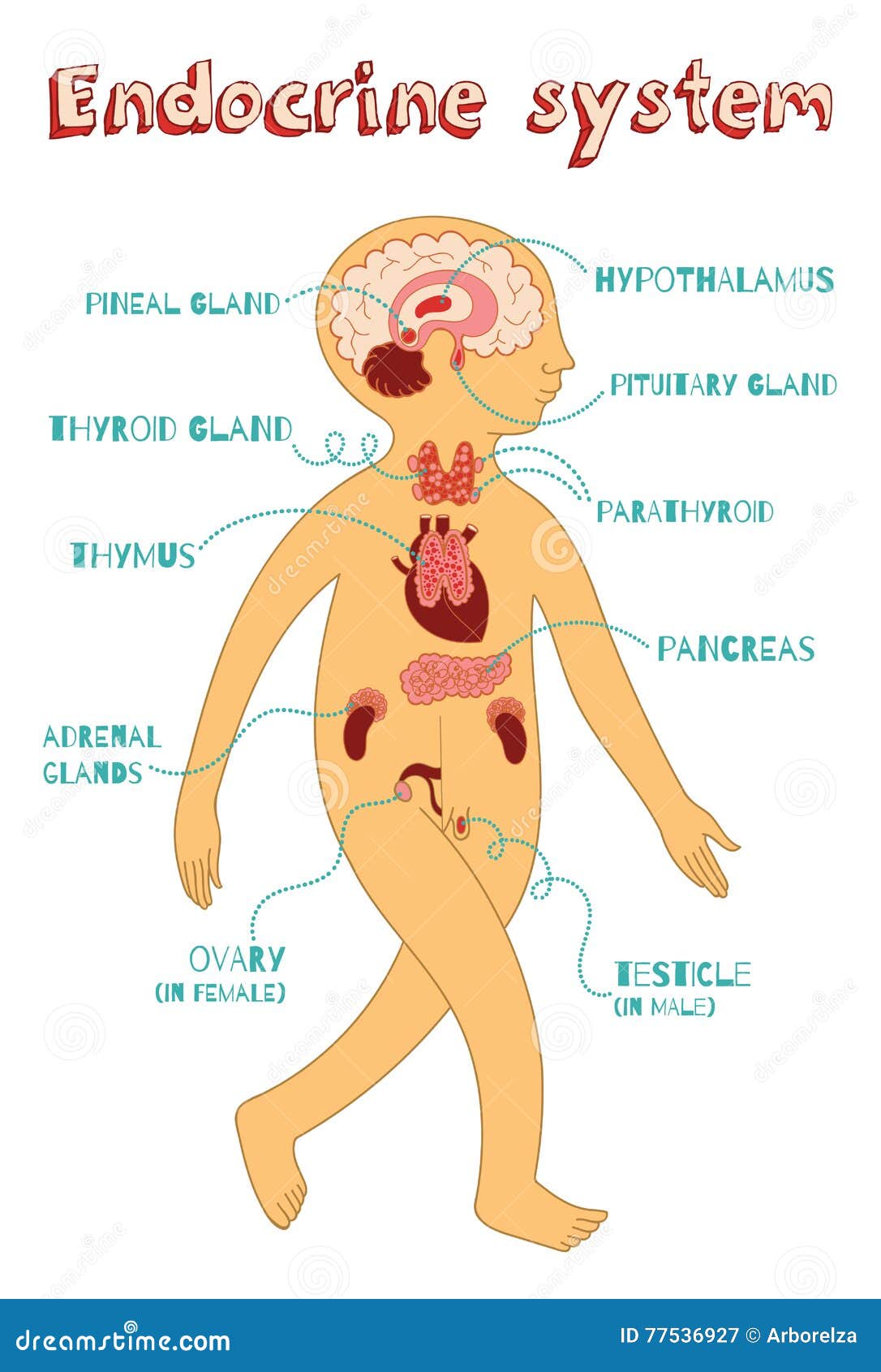 endocrine system diagram for kids unlabeled