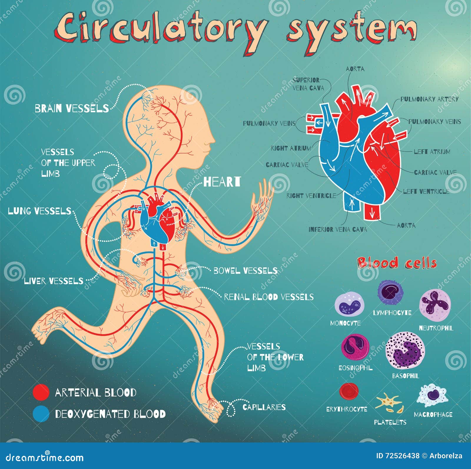 Blood Circulatory System Of Human Body Cartoon Vector | CartoonDealer