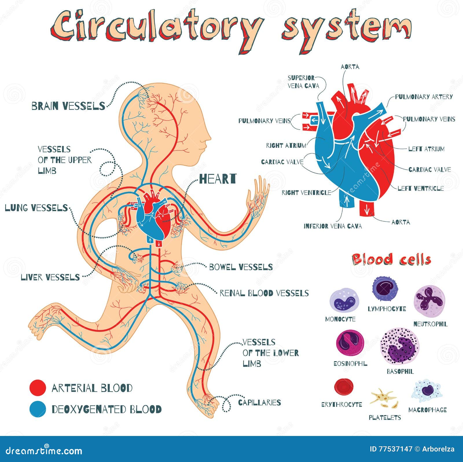 Vector Cartoon Illustration of Human Circulatory System for Kids Stock  Vector - Illustration of education, capillaries: 77537147