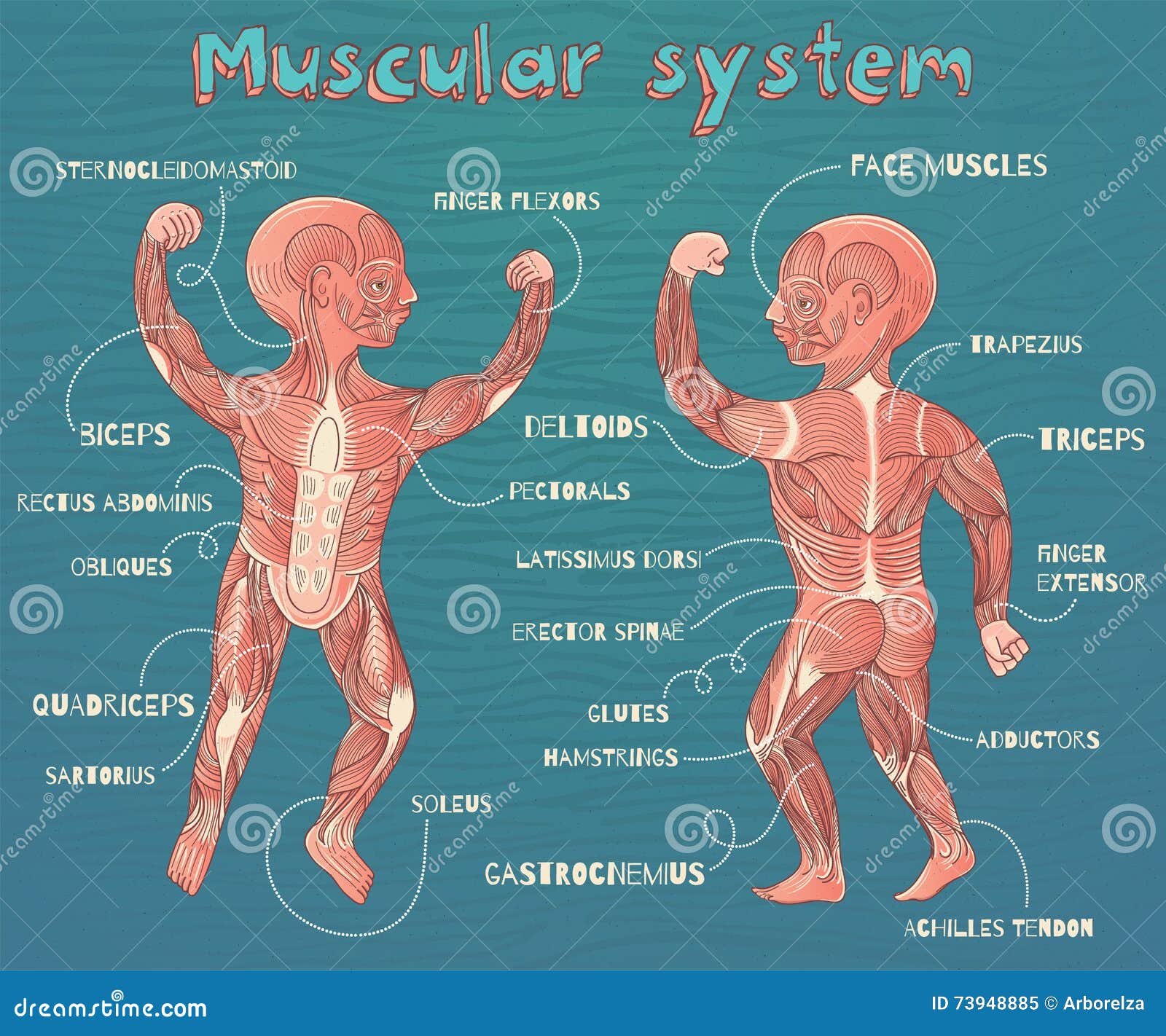 Vector Cartoon Illustration Of Human Muscular System For Kids Stock
