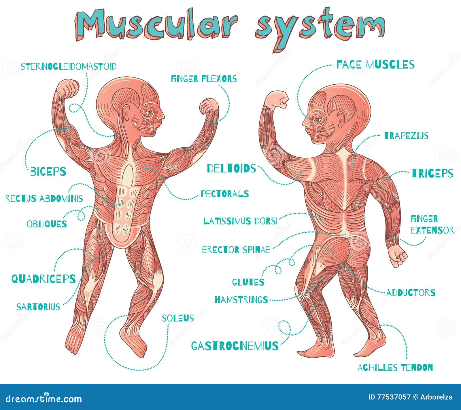 muscular system for kids with labels