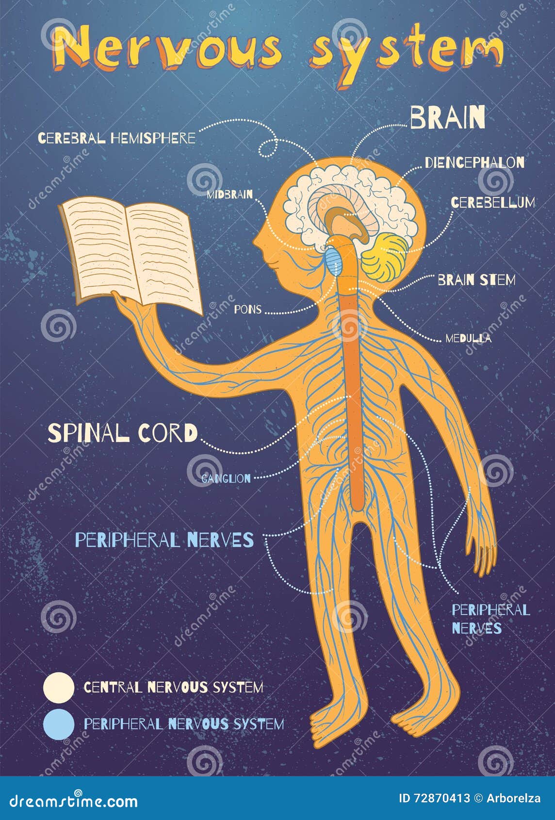 Vector Cartoon Illustration Of Human Nervous System For Kids