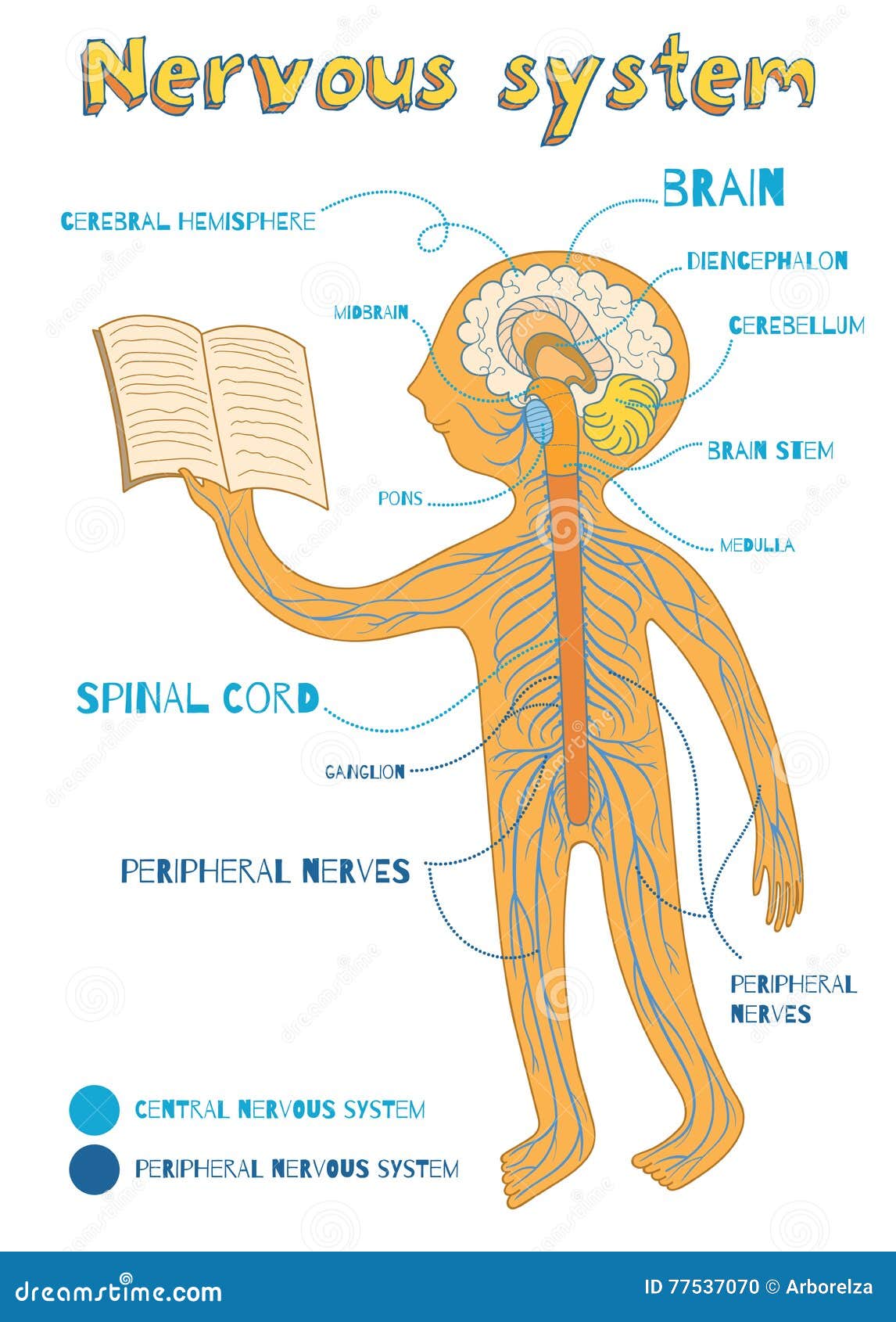  cartoon  of human nervous system for kids