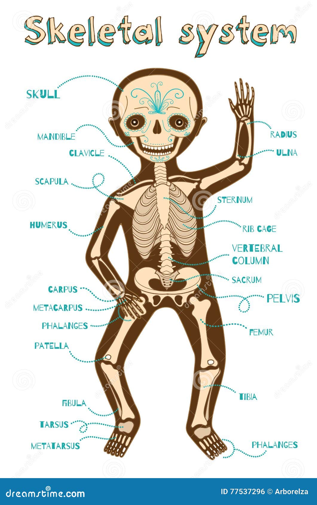human skeleton diagram / how to draw human skeleton drawing easy - YouTube
