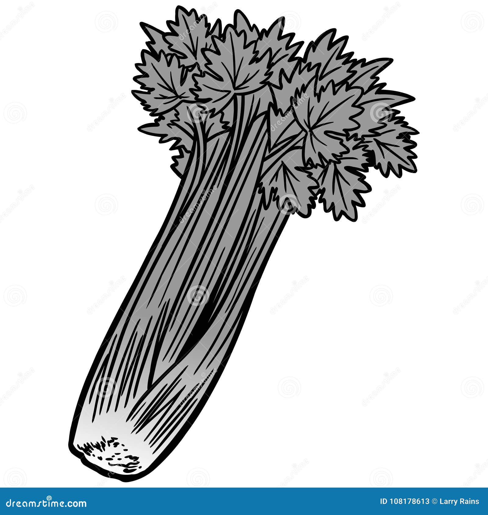 Celery Illustration stock vector. Illustration of freshness 108178613