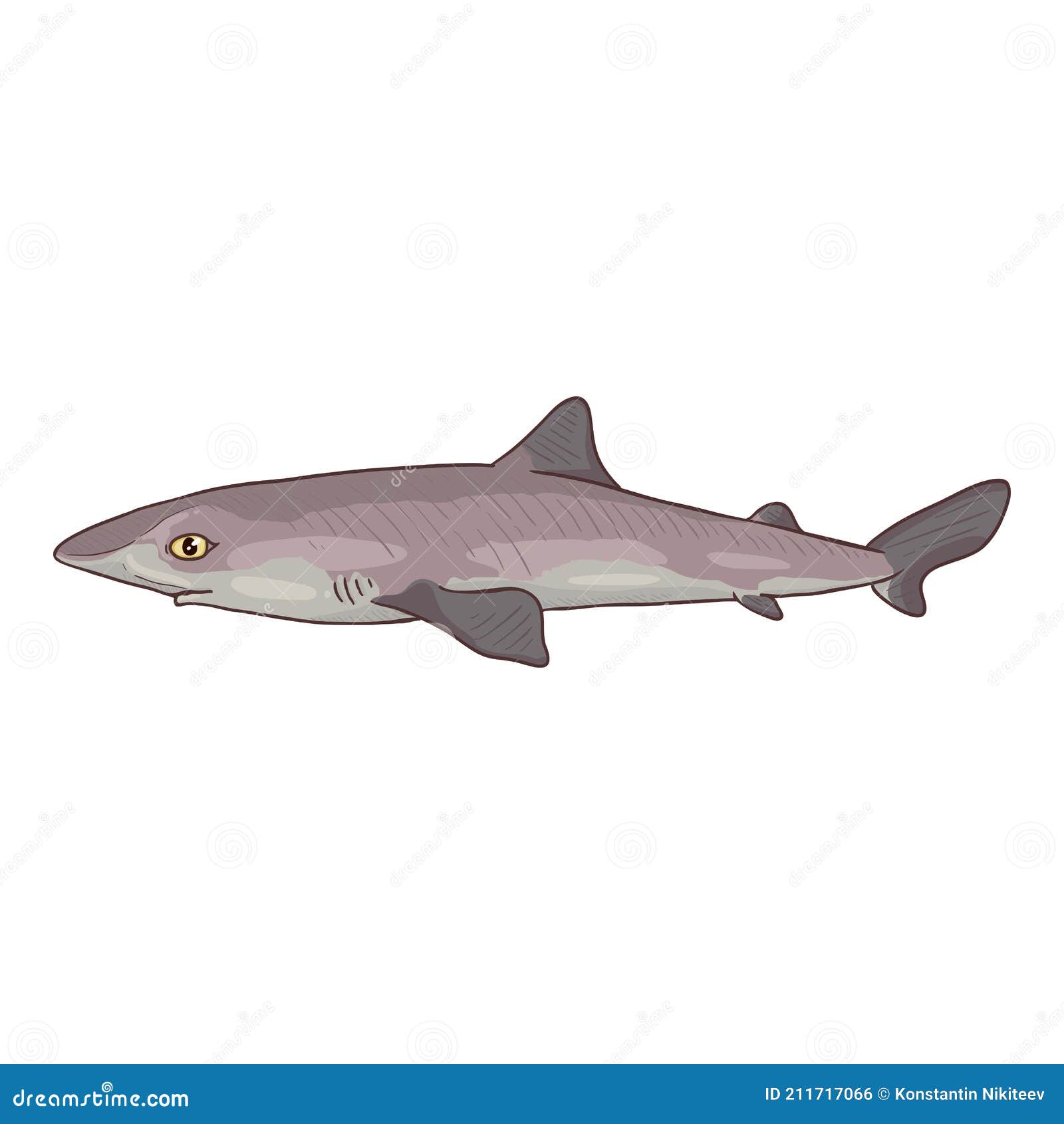 Vector Cartoon Spiny Dogfish Stock Vector Illustration of sign, fish