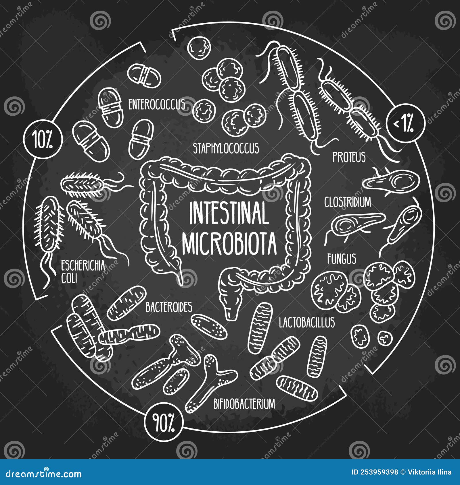  chalk infographics of the human intestinal flora on the blackboard