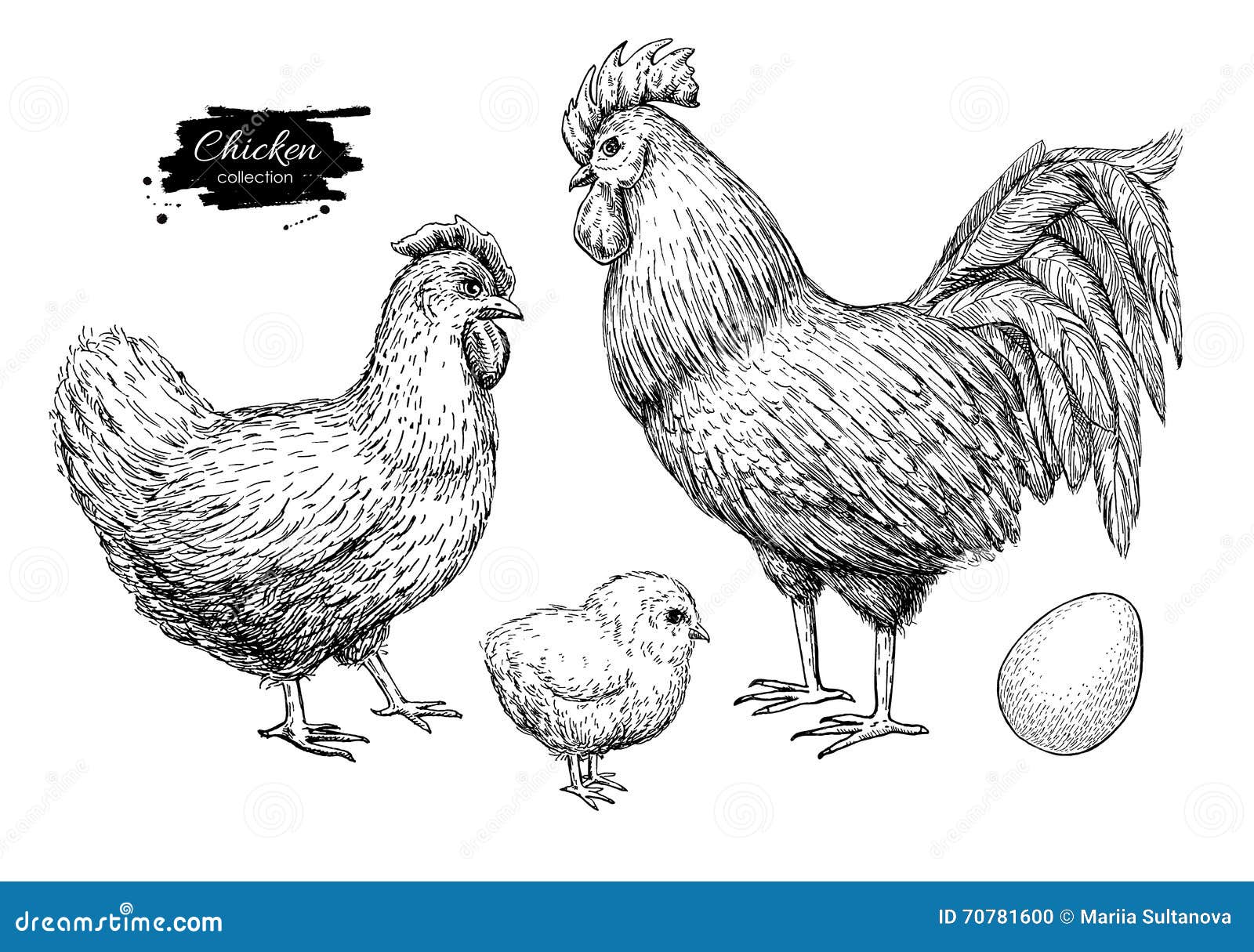  chicken breeding hand drawn set. engraved chicken, roster