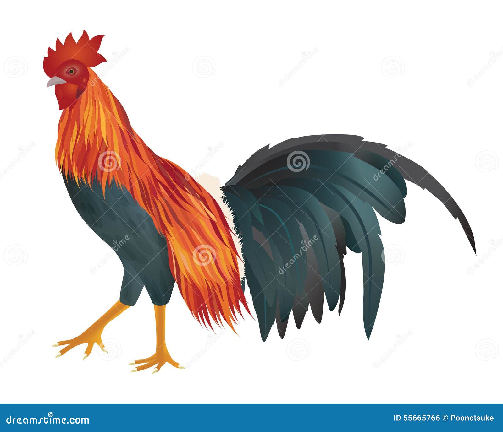 Vector of chicken stock vector. Illustration of grunge - 55665766