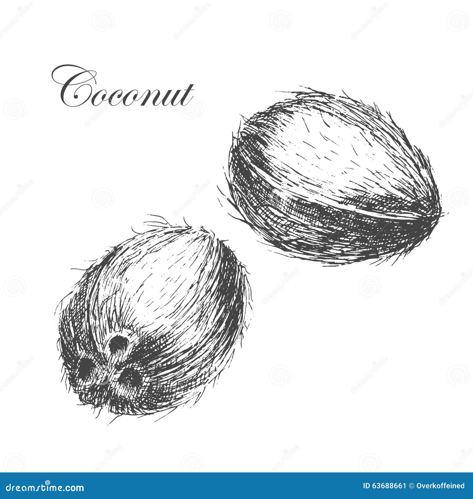 Sketch with Coconuts and Coconut Leaves. Line Drawing. Stock Vector -  Illustration of coco, exotic: 161723004