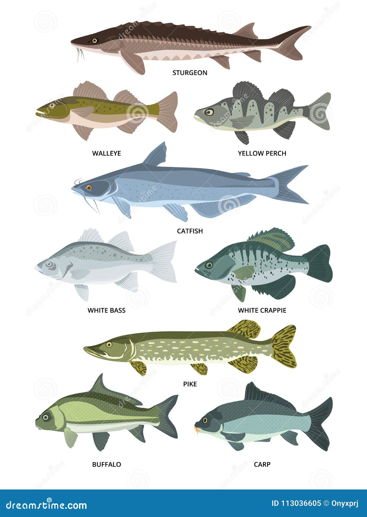  collection of different kinds of freshwater fish