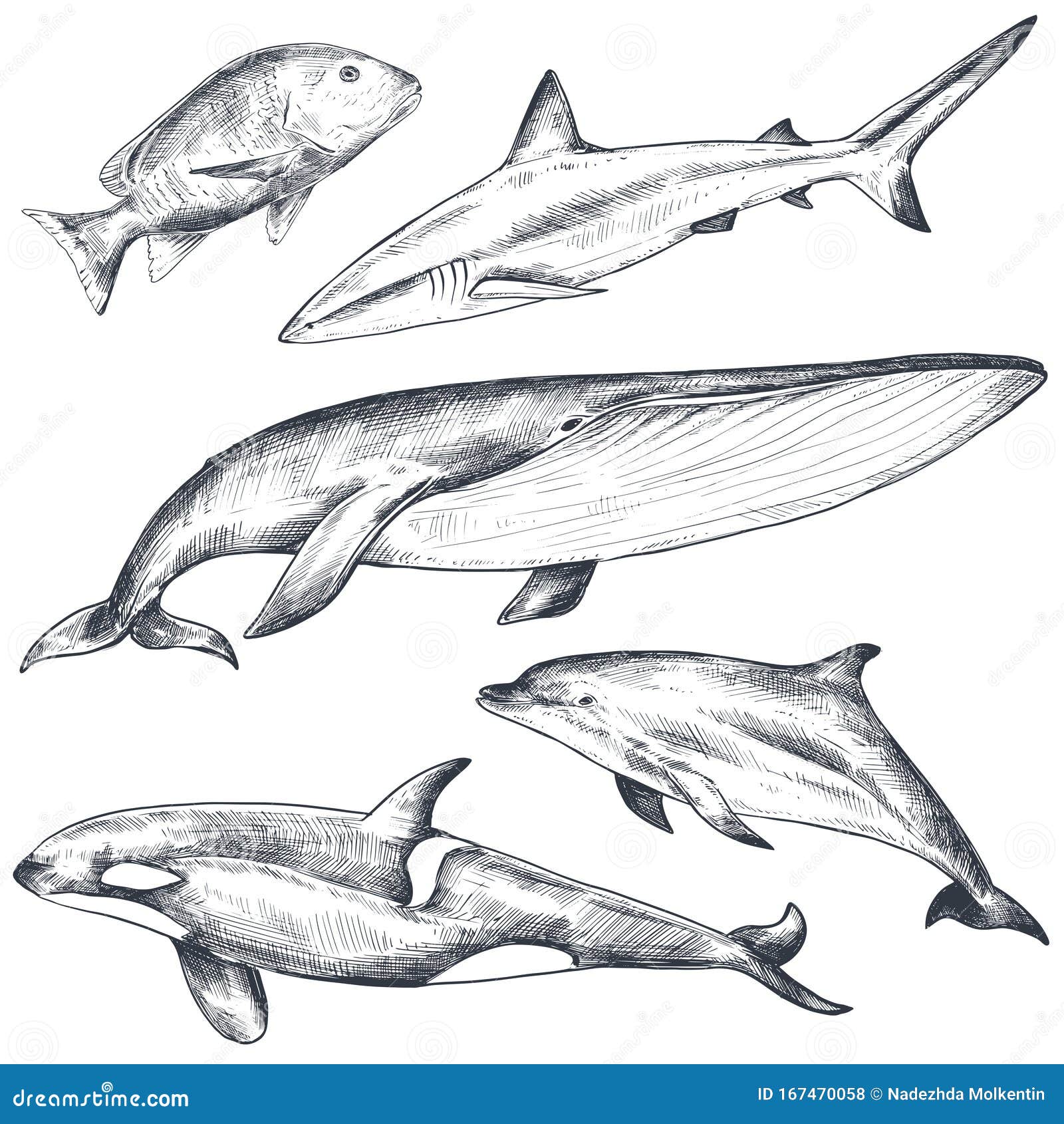 Vector Collection of Hand Drawn Ocean and Sea Animals in Sketch Style  Isolated on White. Stock Vector - Illustration of drawing, nature: 167470058