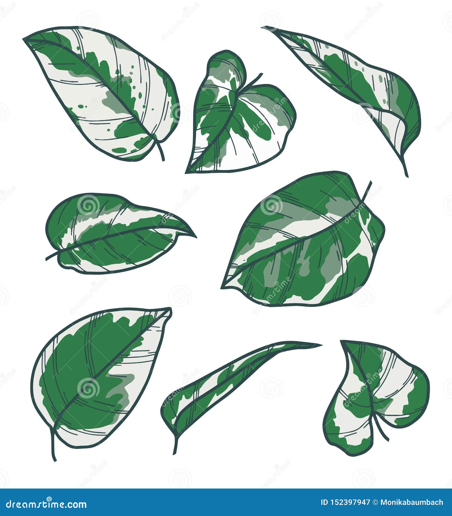 Featured image of post Pothos Plant Drawing Welcome to dano does things a place to learn have fun and do something creative every week