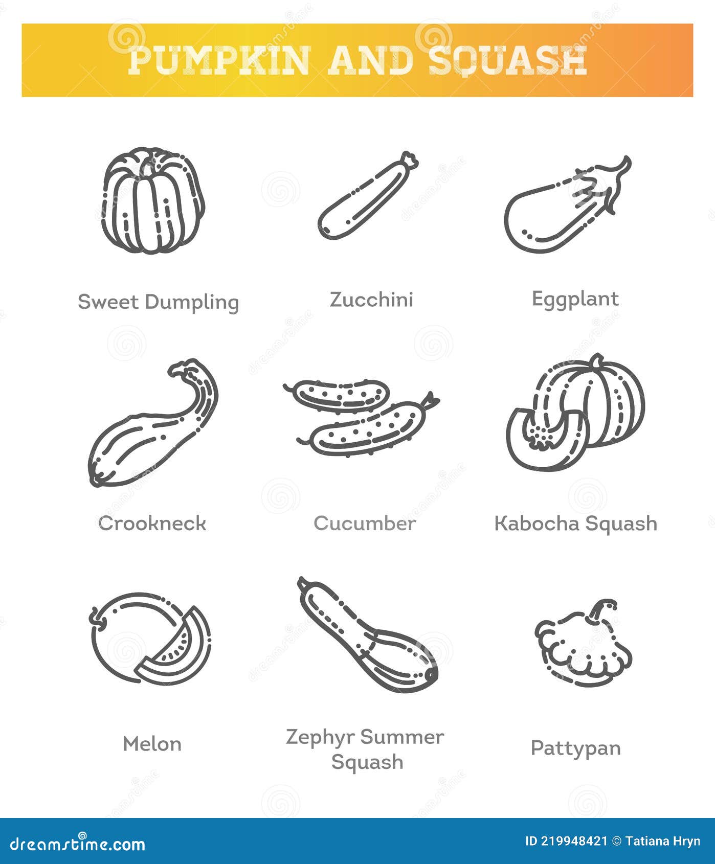 Vector Collection Squash Varieties and Pumpkin Stock Vector ...