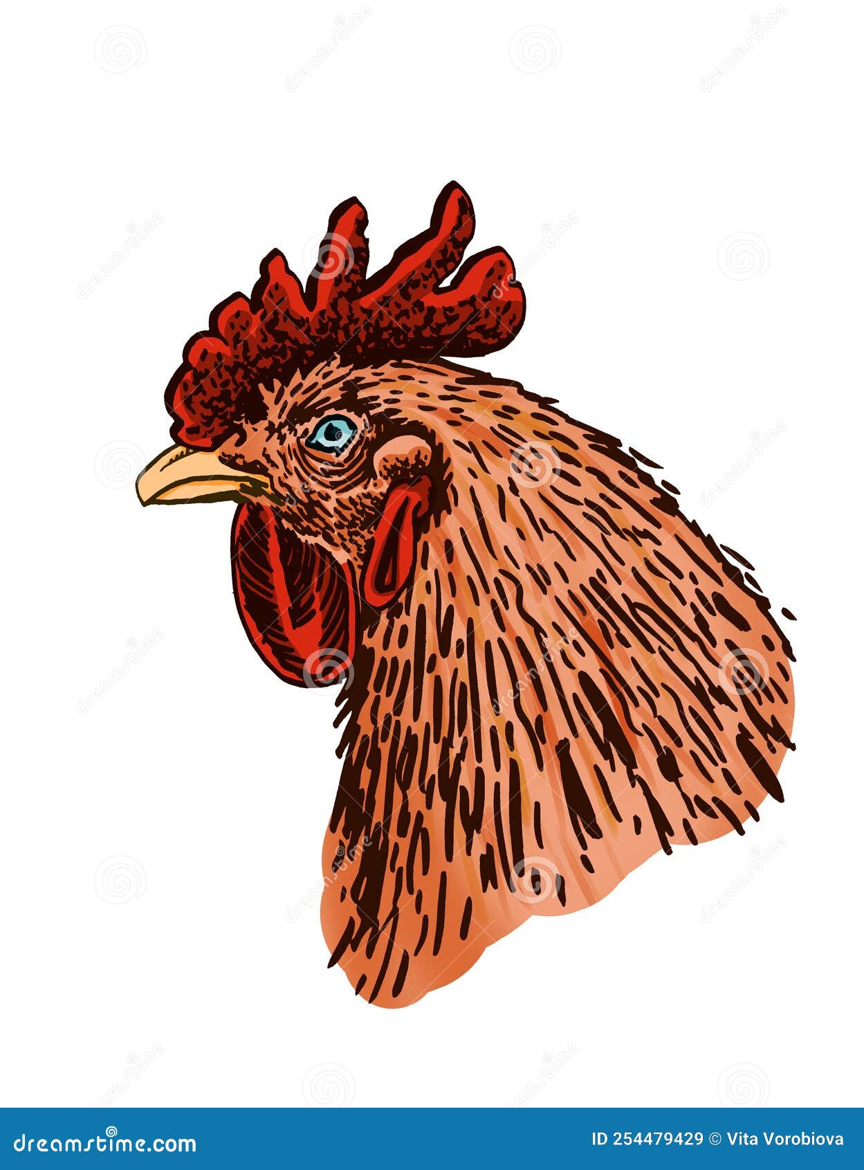 Vector Color Portrait of Rooster Isolated on White Background,graphical ...