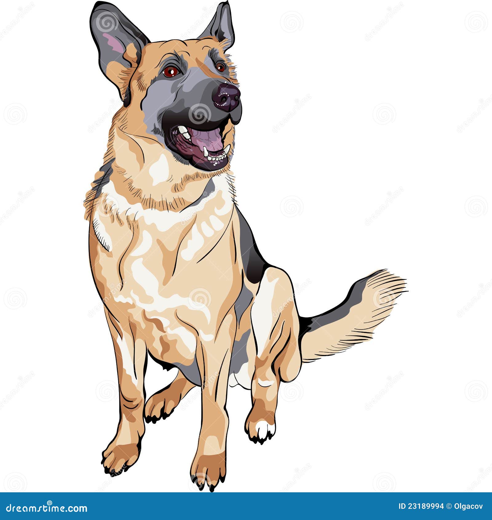  color sketch dog german shepherd breed