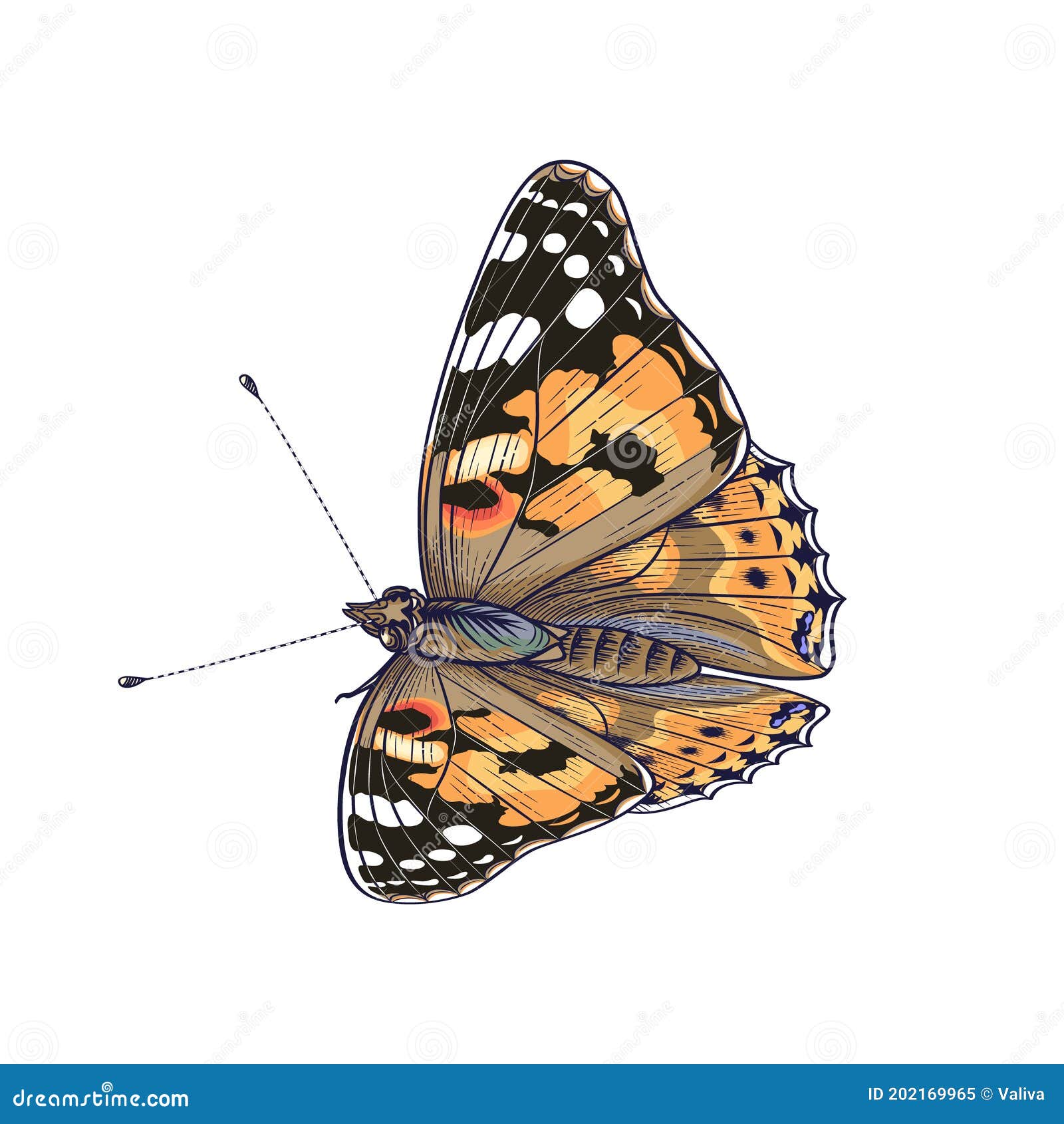 30 Drawing Of Side View Butterfly Tattoos Illustrations RoyaltyFree  Vector Graphics  Clip Art  iStock