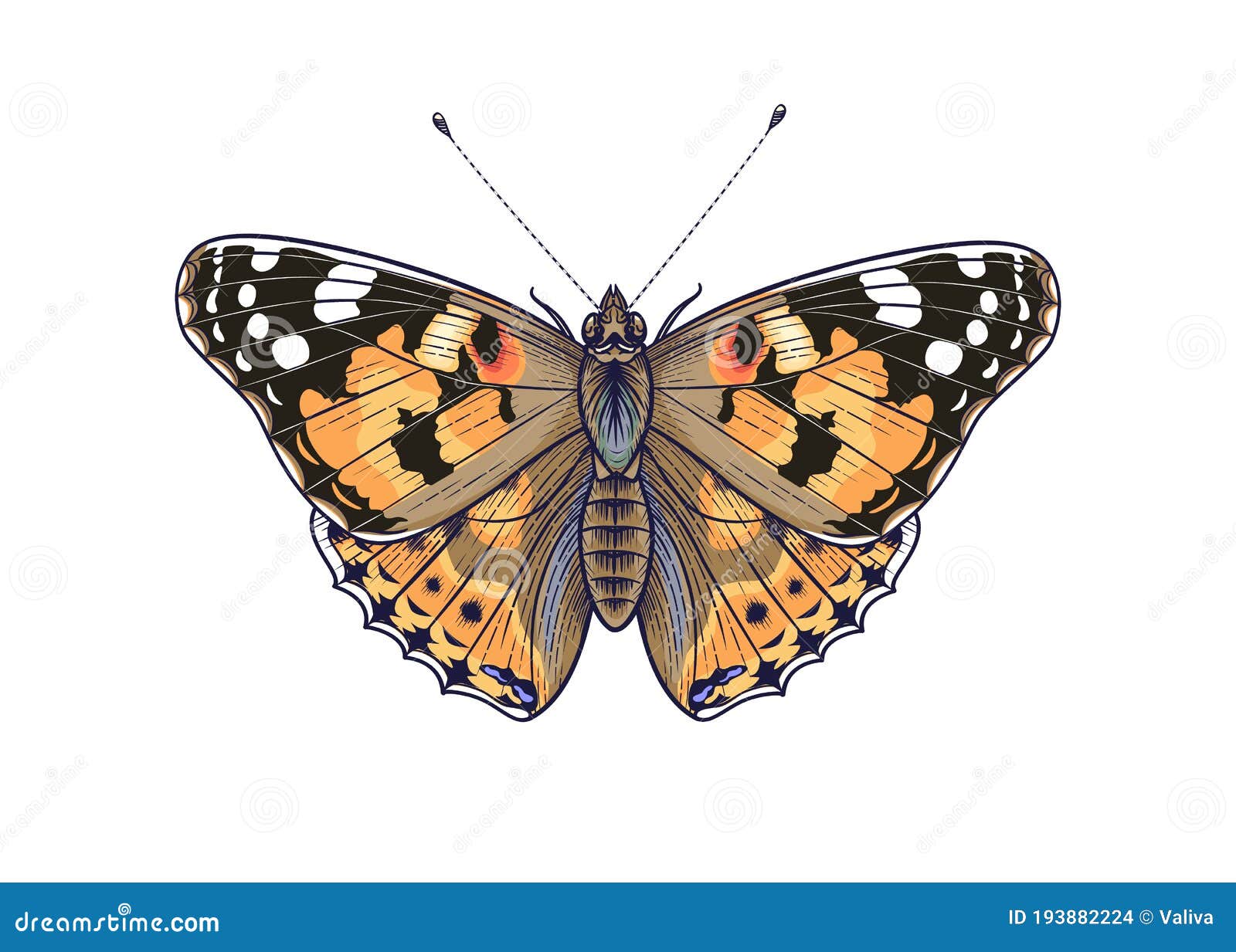  colorful vanessa cardui butterfly  on white background