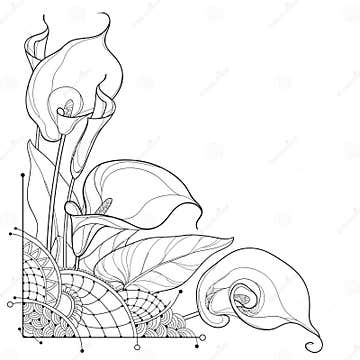 Vector Corner Bouquet of Outline Calla Lily Flower or Zantedeschia, Bud ...