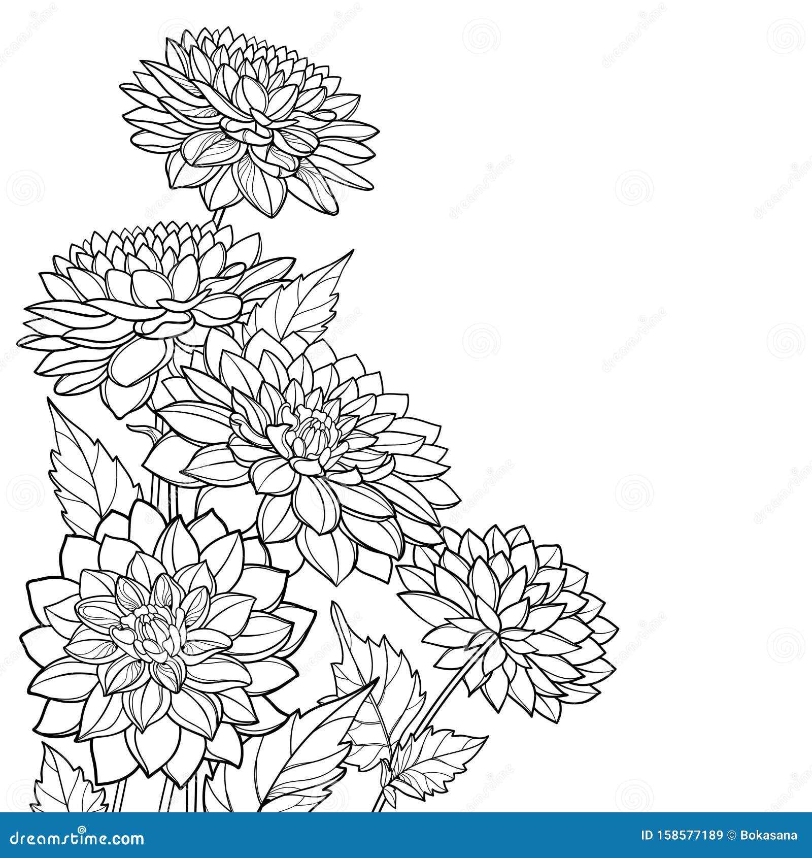 Vector Corner Bouquet Of Outline Dahlia Or Dalia Flower And Ornate