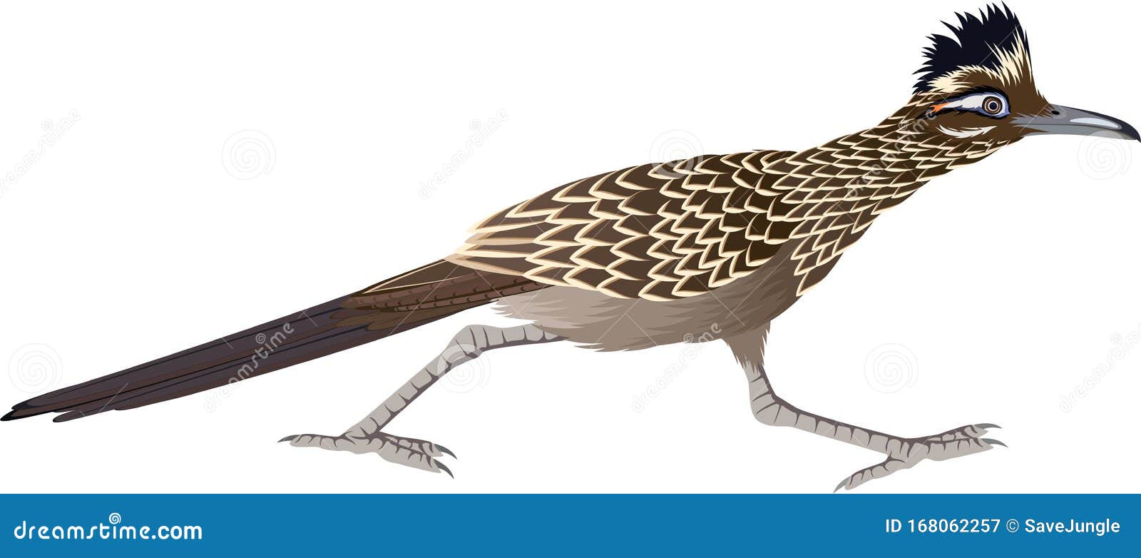  cuckoo greater roadrunner geococcyx californianus