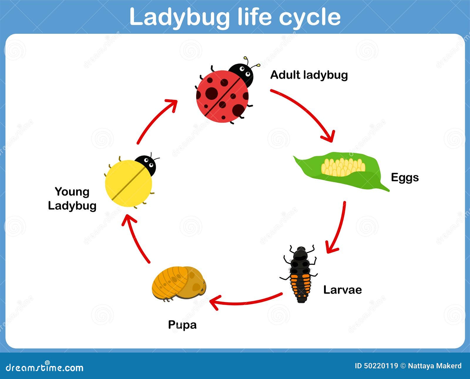  cycle of ladybug for kids