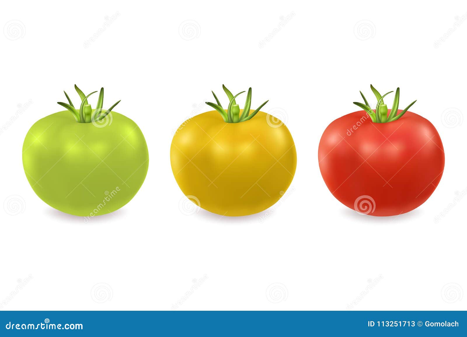 Vector 3d Realistic Green, Yellow and Red Tomato Icon Set Closeup