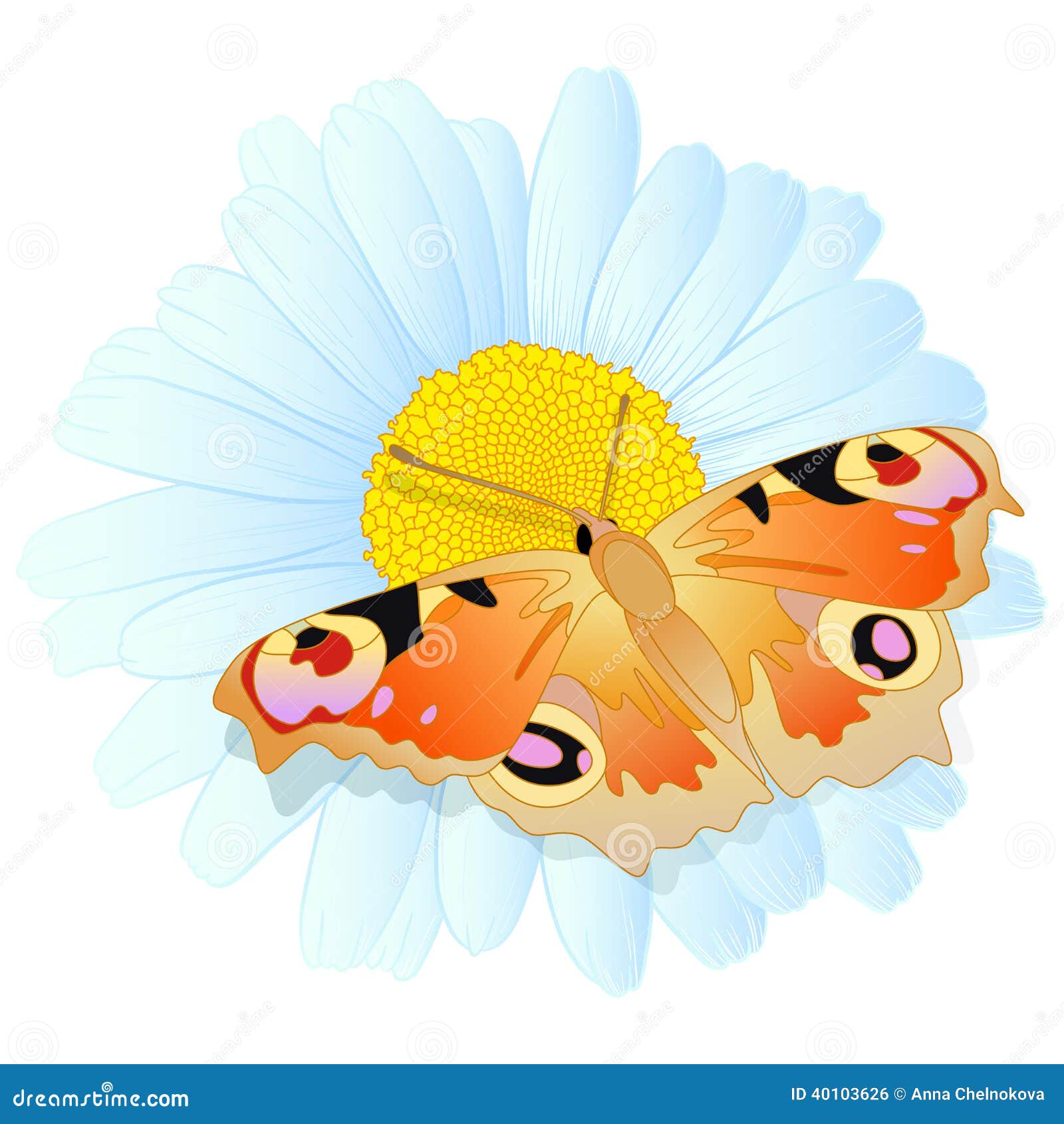 Vector Daisy and Butterfly. Stock Vector - Illustration of insect