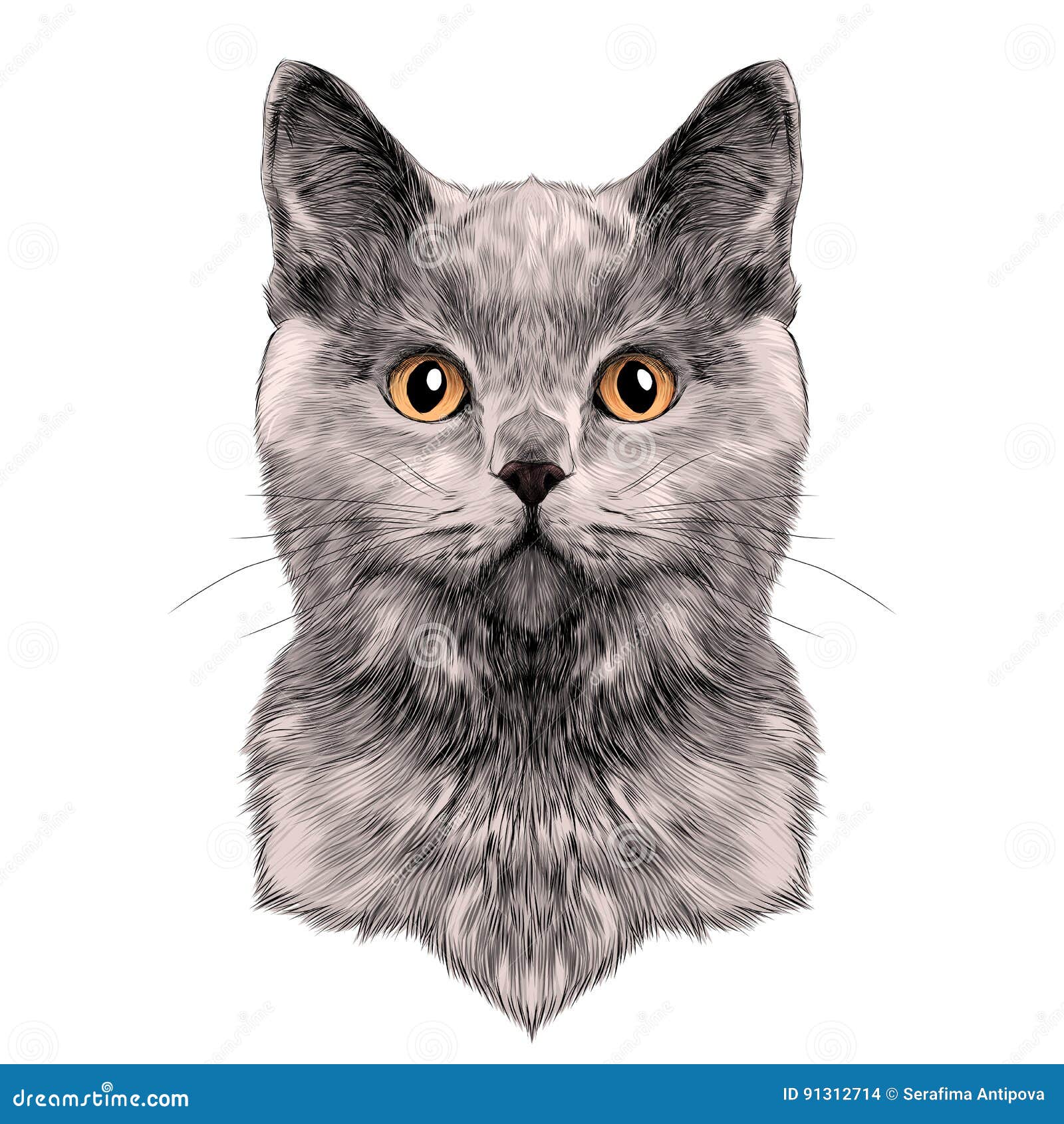 Vector Del Bosquejo De La Cara Del Gato Ilustración del Vector -  Ilustración de gatito, color: 91312714
