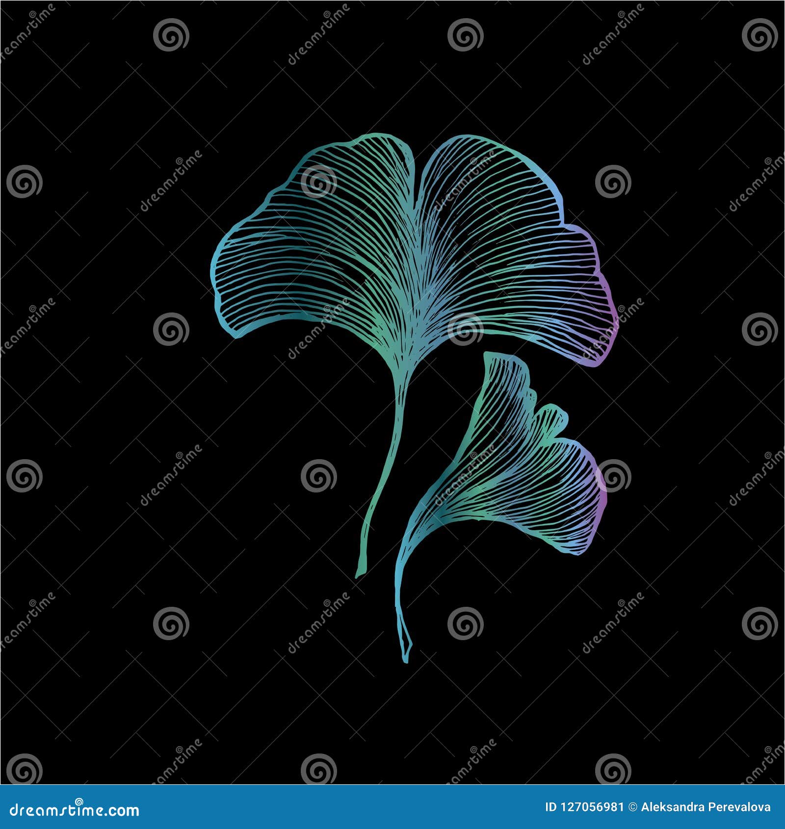 Vector Del Color De Las Hojas Ginkgobiloby Dibujo Blanco Y Negro a Mano  Idea Para El Tatuaje Ilustración del Vector - Ilustración de vector,  ingrediente: 127056981