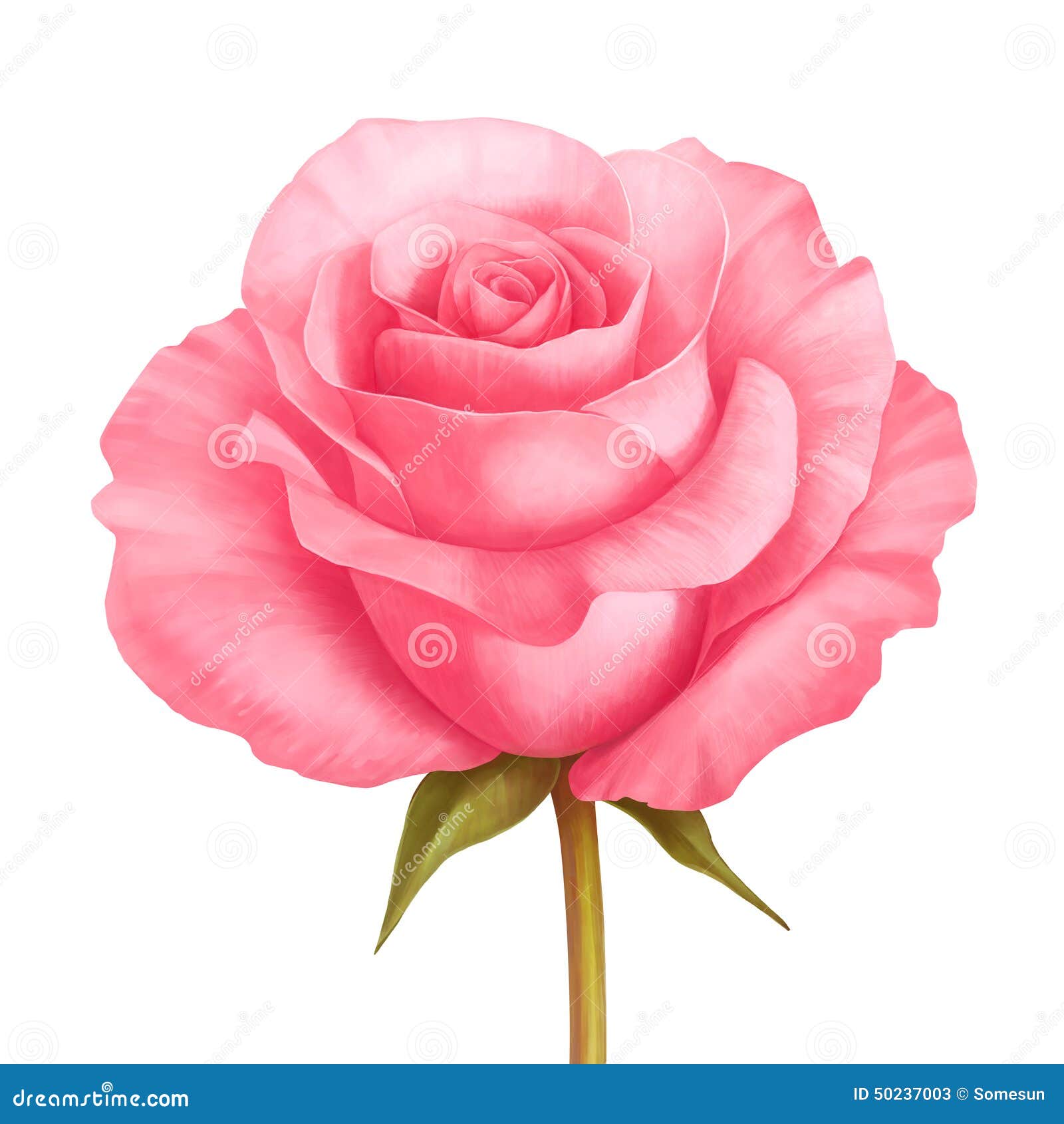 Vector die Blumenillustration des rosafarbenen Rosas, die auf Weiß lokalisiert wird. Vector die dekorative Illustration der Blume des rosafarbenen Rosas, die auf weißem Hintergrund lokalisiert wird